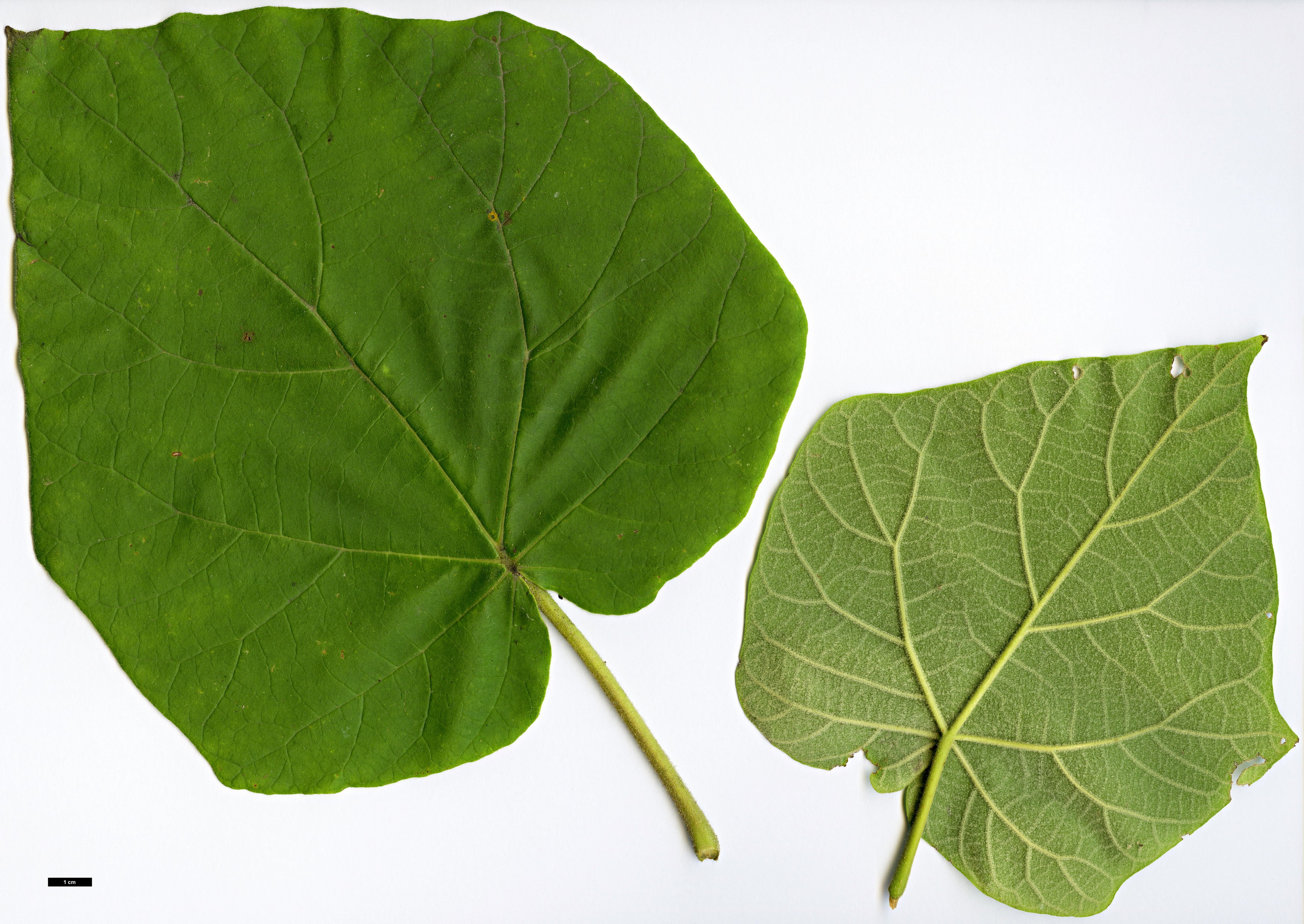 High resolution image: Family: Paulowniaceae - Genus: Paulownia - Taxon: coreana