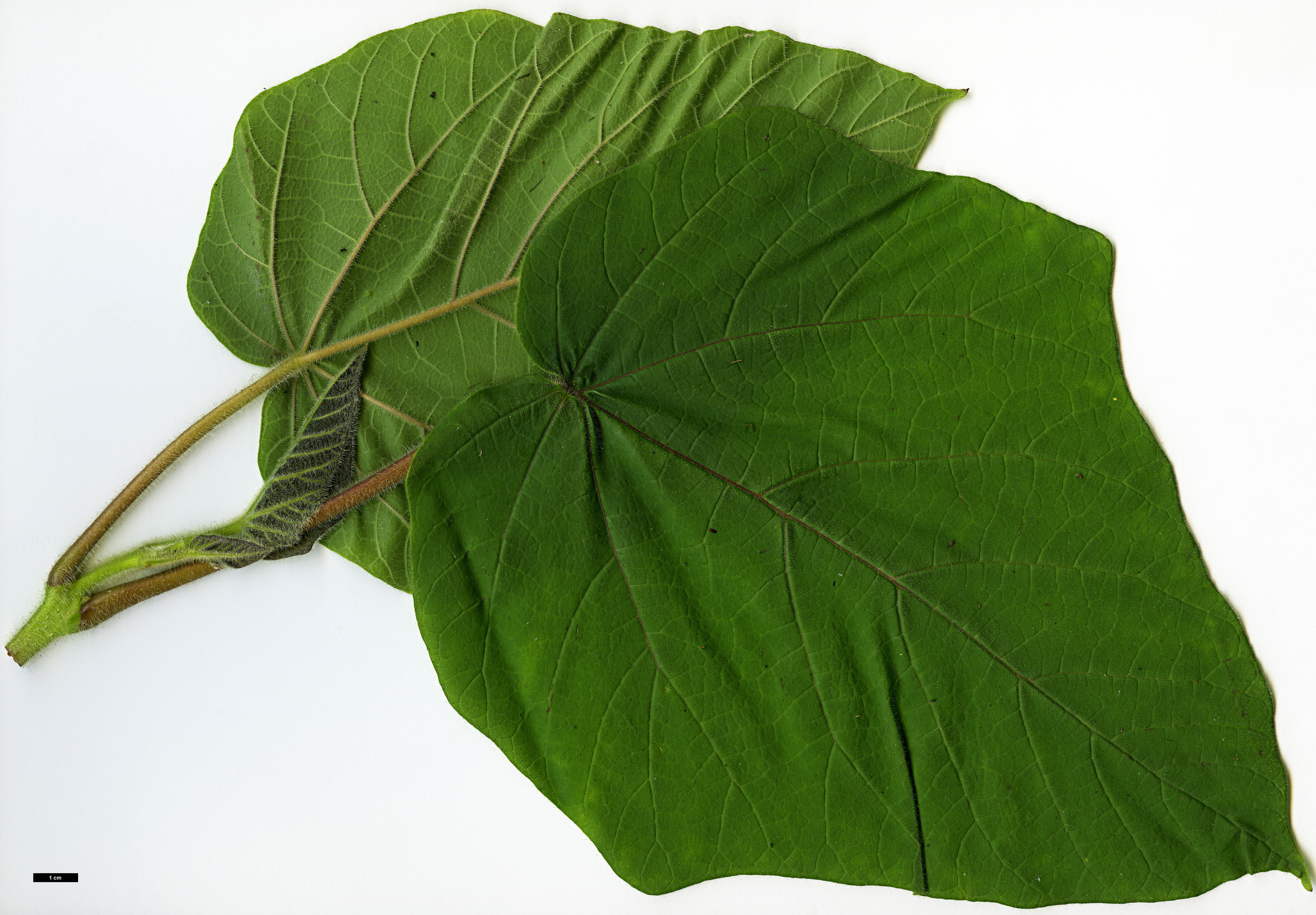 High resolution image: Family: Paulowniaceae - Genus: Paulownia - Taxon: kawakamii