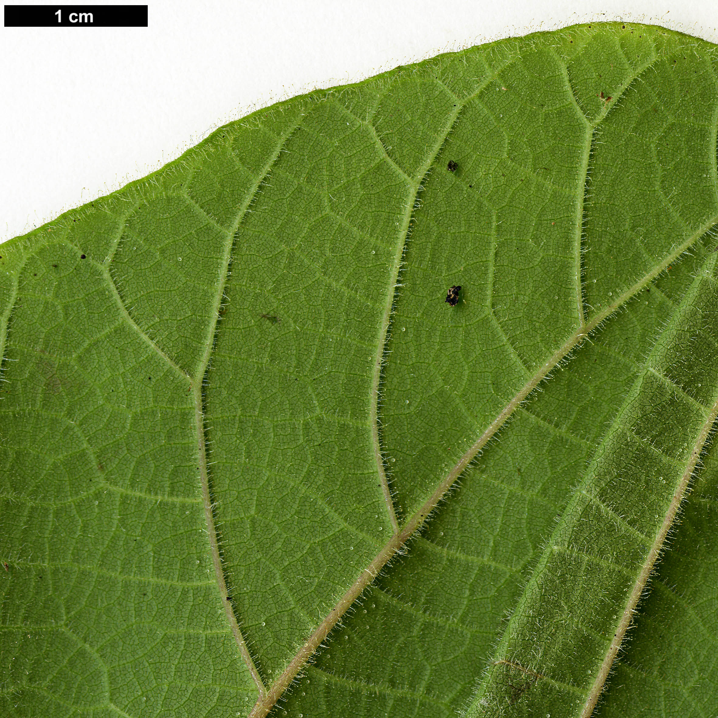 High resolution image: Family: Paulowniaceae - Genus: Paulownia - Taxon: kawakamii