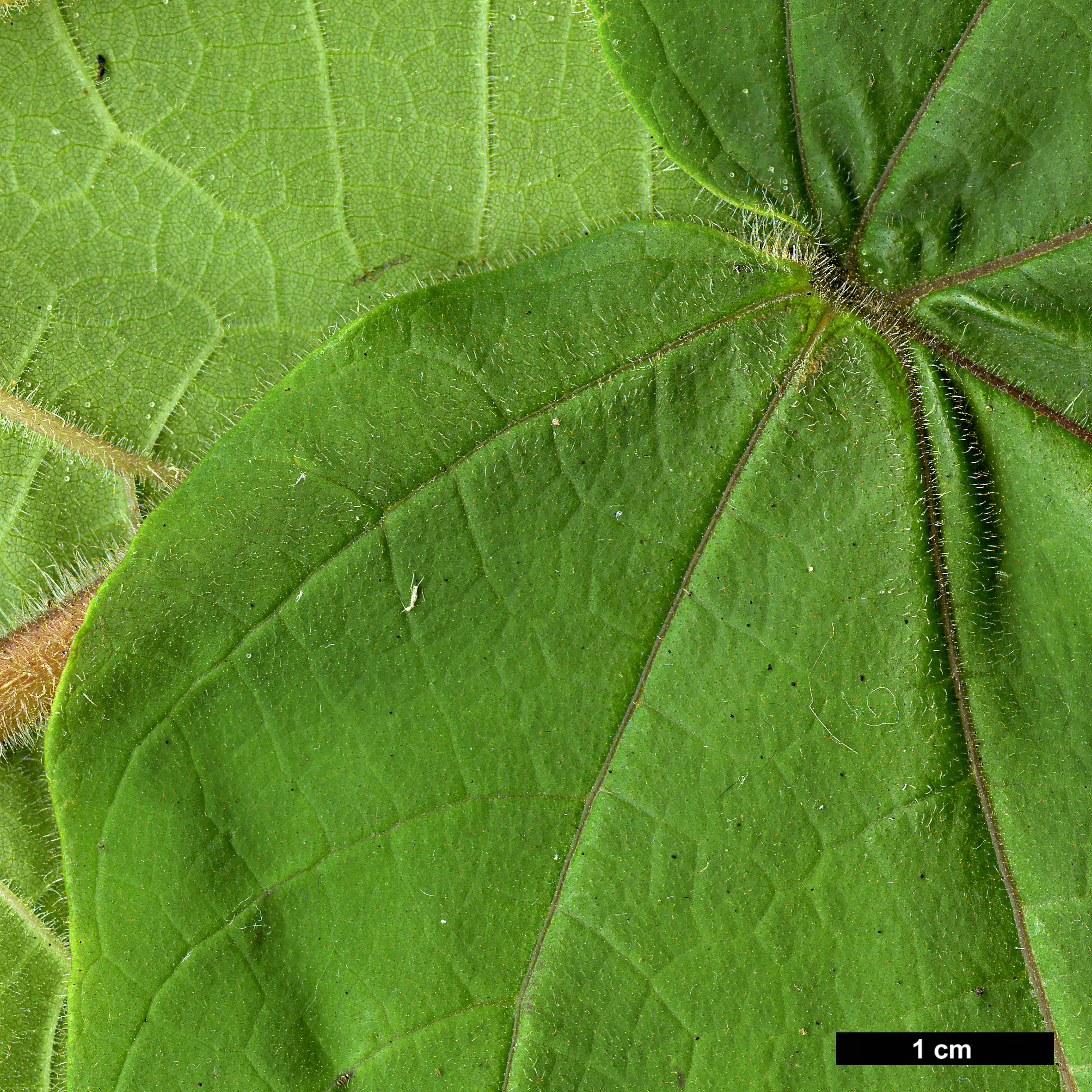 High resolution image: Family: Paulowniaceae - Genus: Paulownia - Taxon: kawakamii