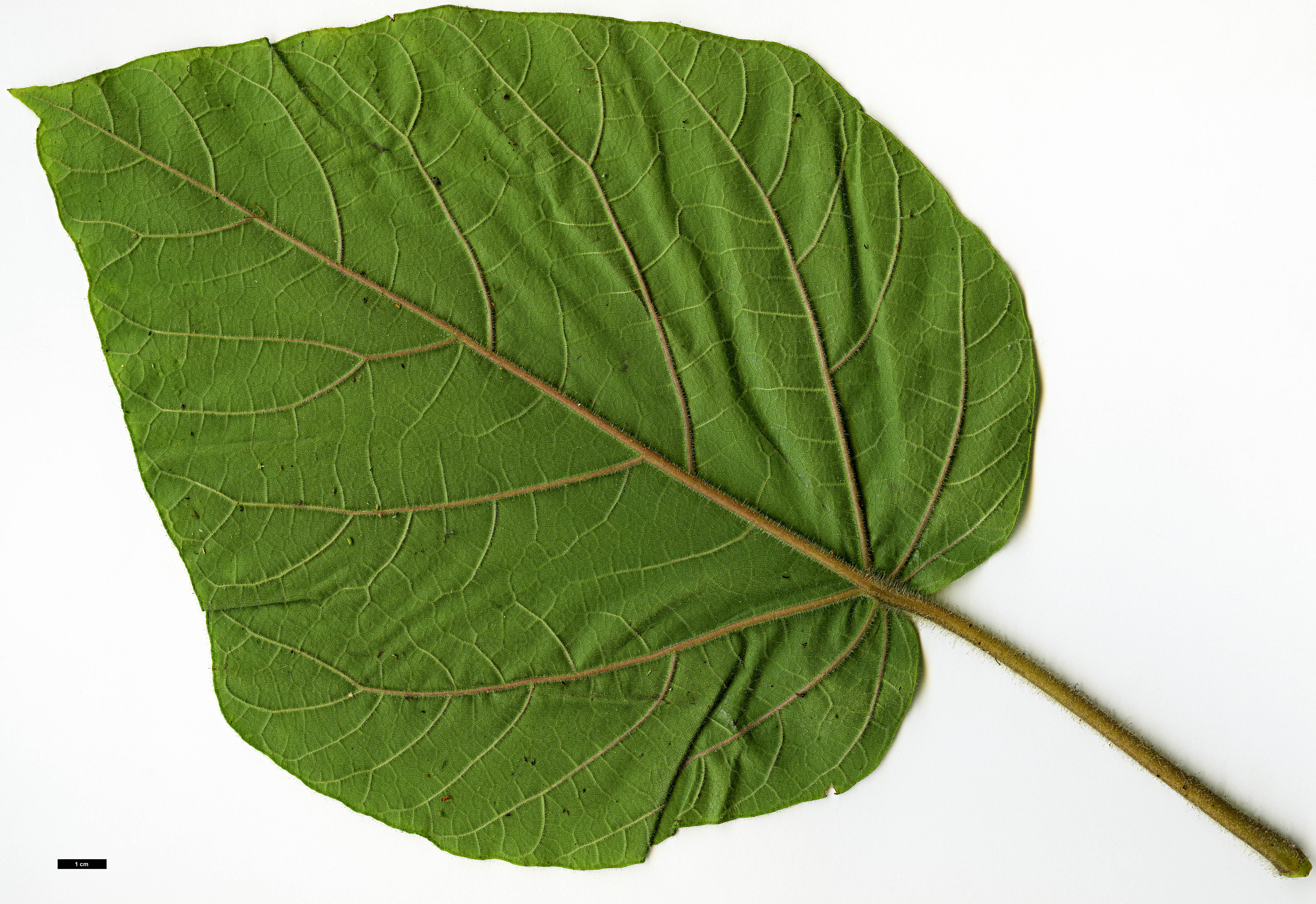 High resolution image: Family: Paulowniaceae - Genus: Paulownia - Taxon: kawakamii