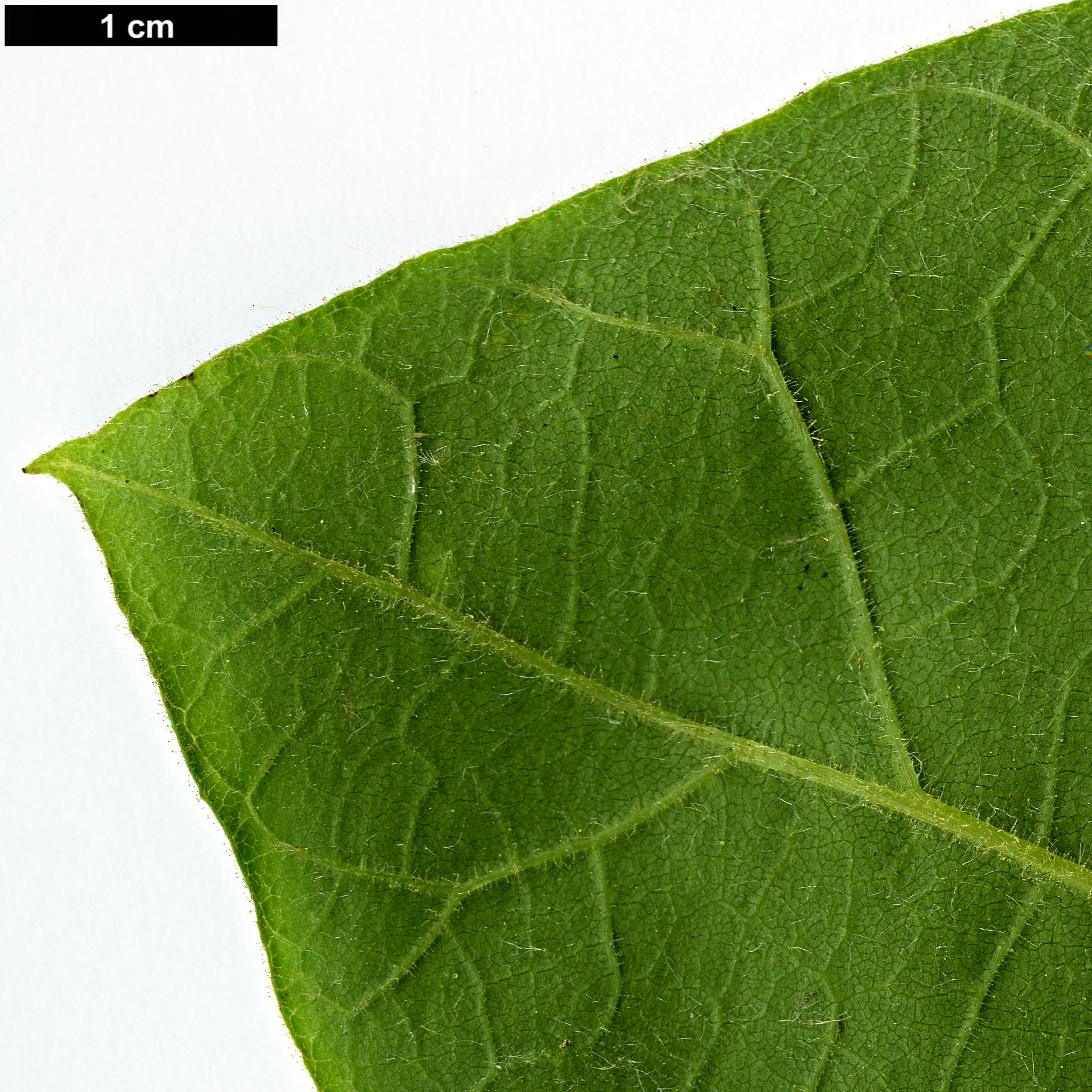 High resolution image: Family: Paulowniaceae - Genus: Paulownia - Taxon: tomentosa