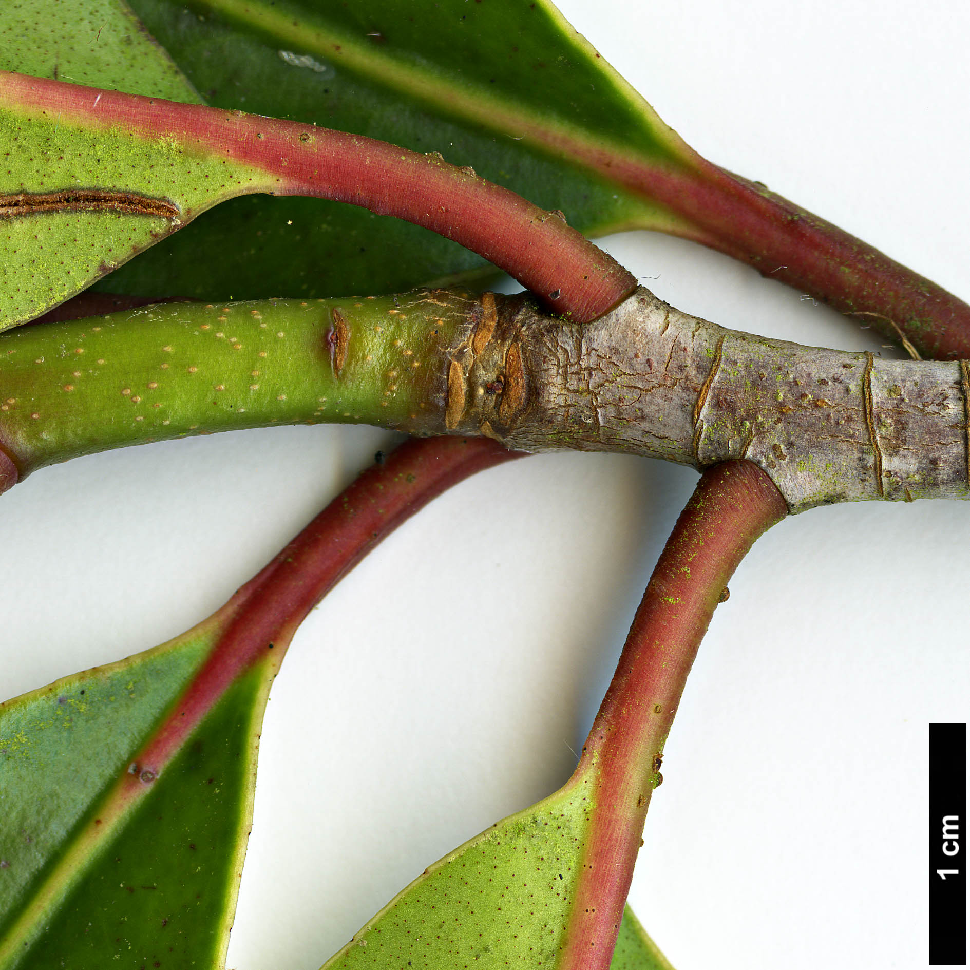 High resolution image: Family: Pentaphylacaceae - Genus: Anneslea - Taxon: fragrans