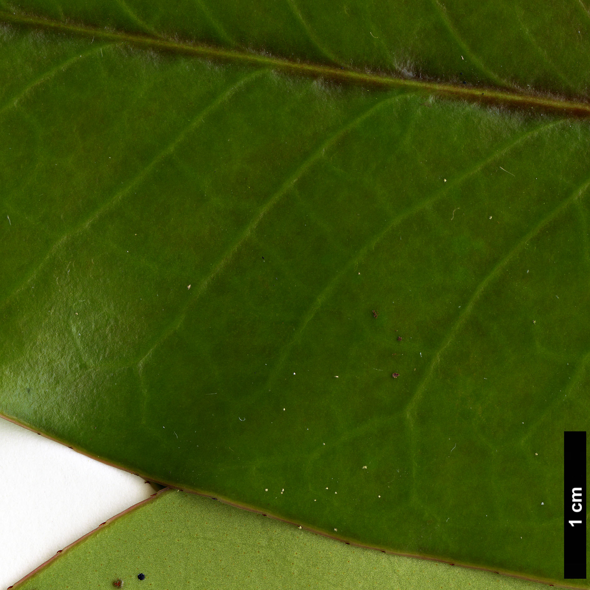 High resolution image: Family: Pentaphylacaceae - Genus: Anneslea - Taxon: fragrans