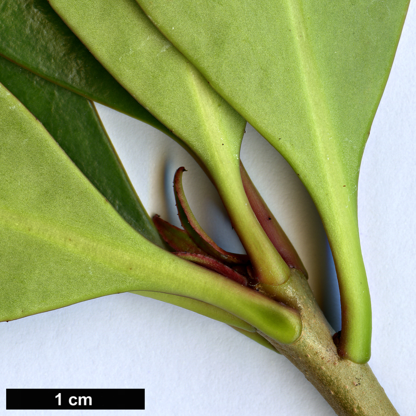 High resolution image: Family: Pentaphylacaceae - Genus: Ternstroemia - Taxon: gymnanthera