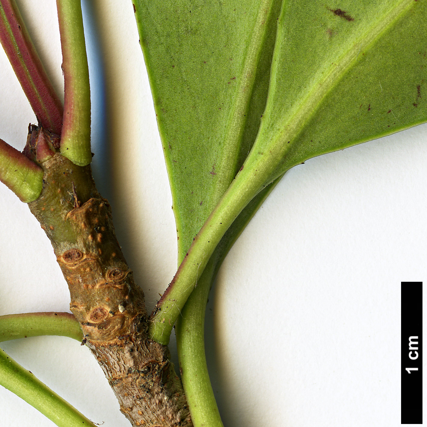 High resolution image: Family: Pentaphylacaceae - Genus: Ternstroemia - Taxon: gymnanthera