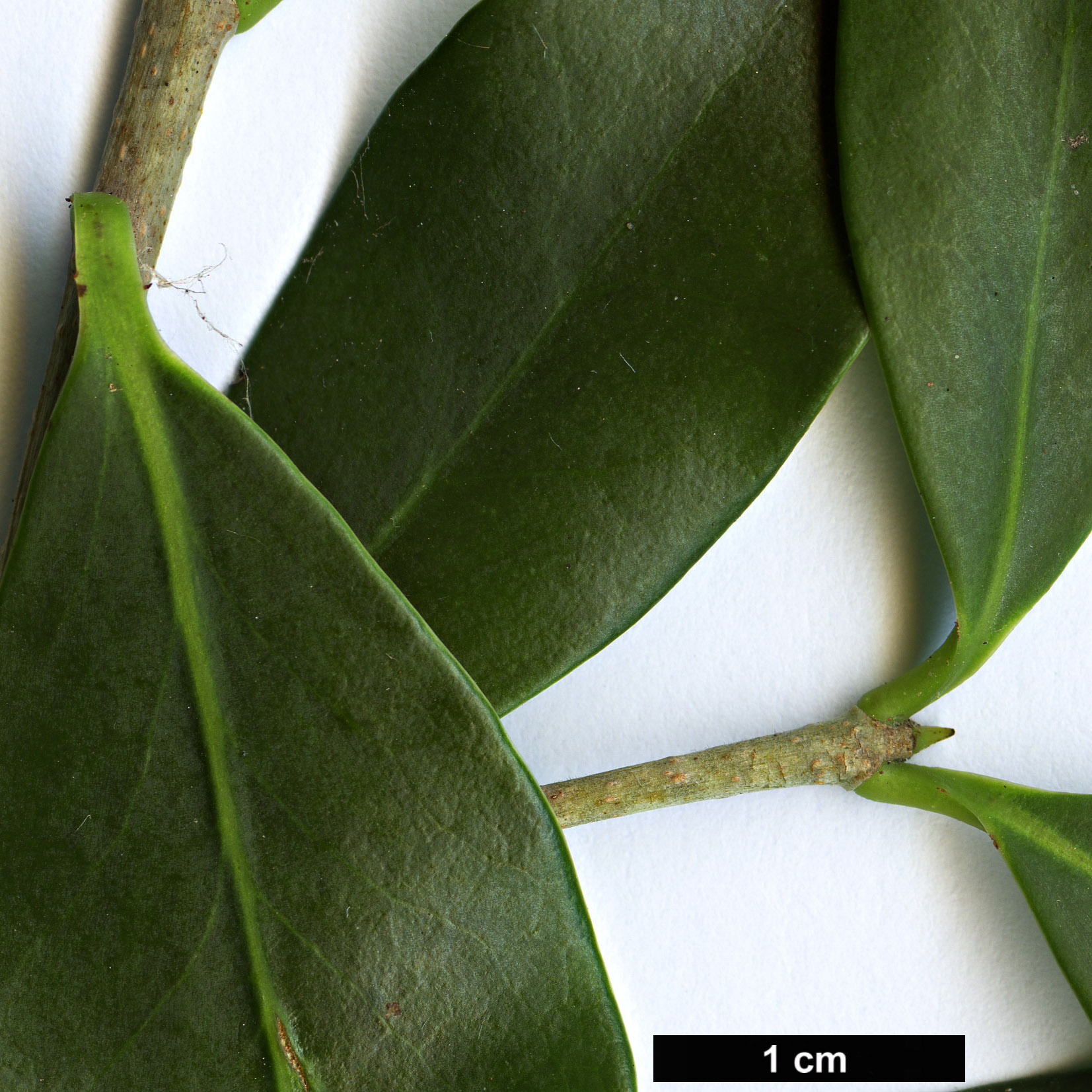 High resolution image: Family: Pentaphylacaceae - Genus: Ternstroemia - Taxon: lineata