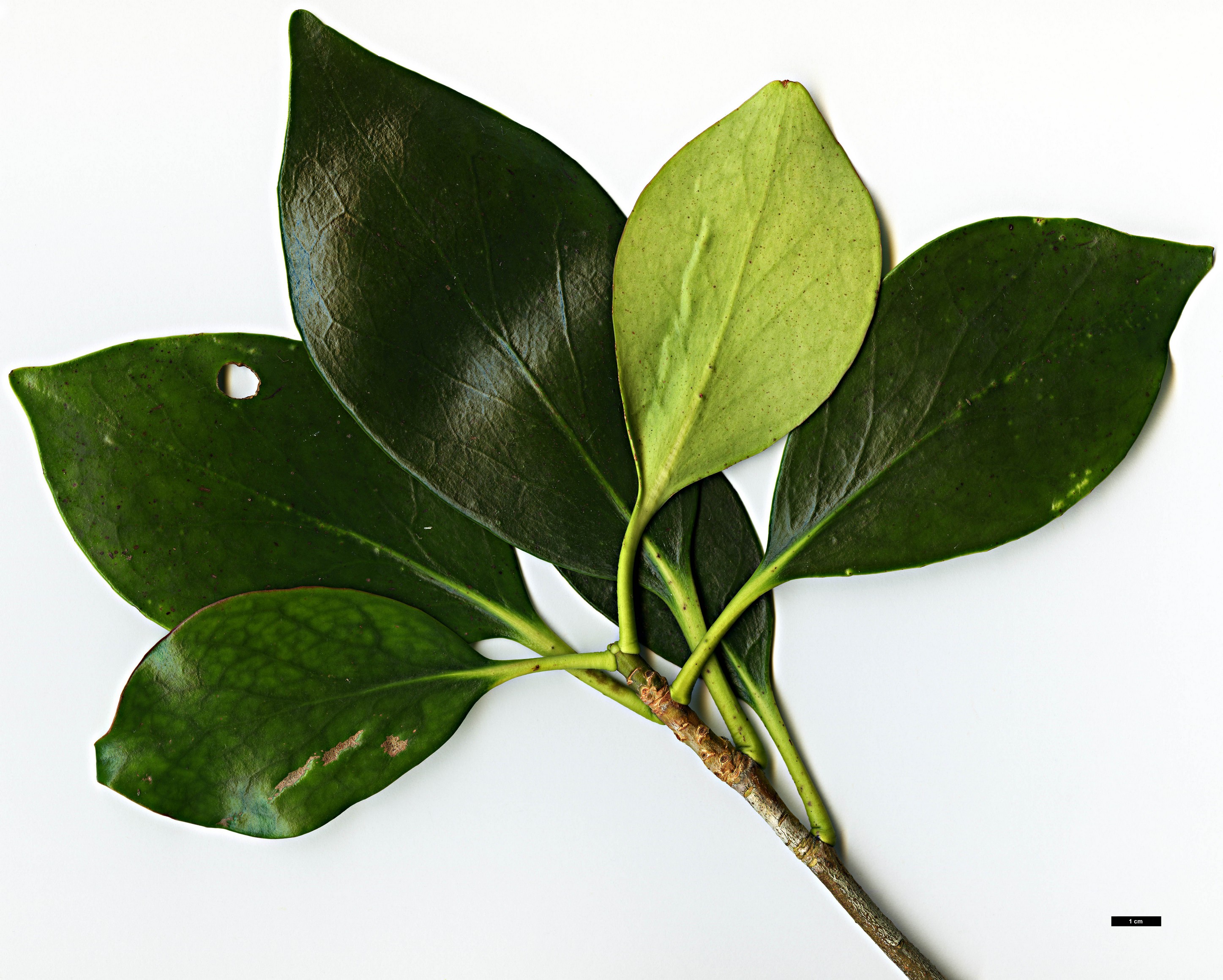 High resolution image: Family: Pentaphylacaceae - Genus: Ternstroemia - Taxon: nitida