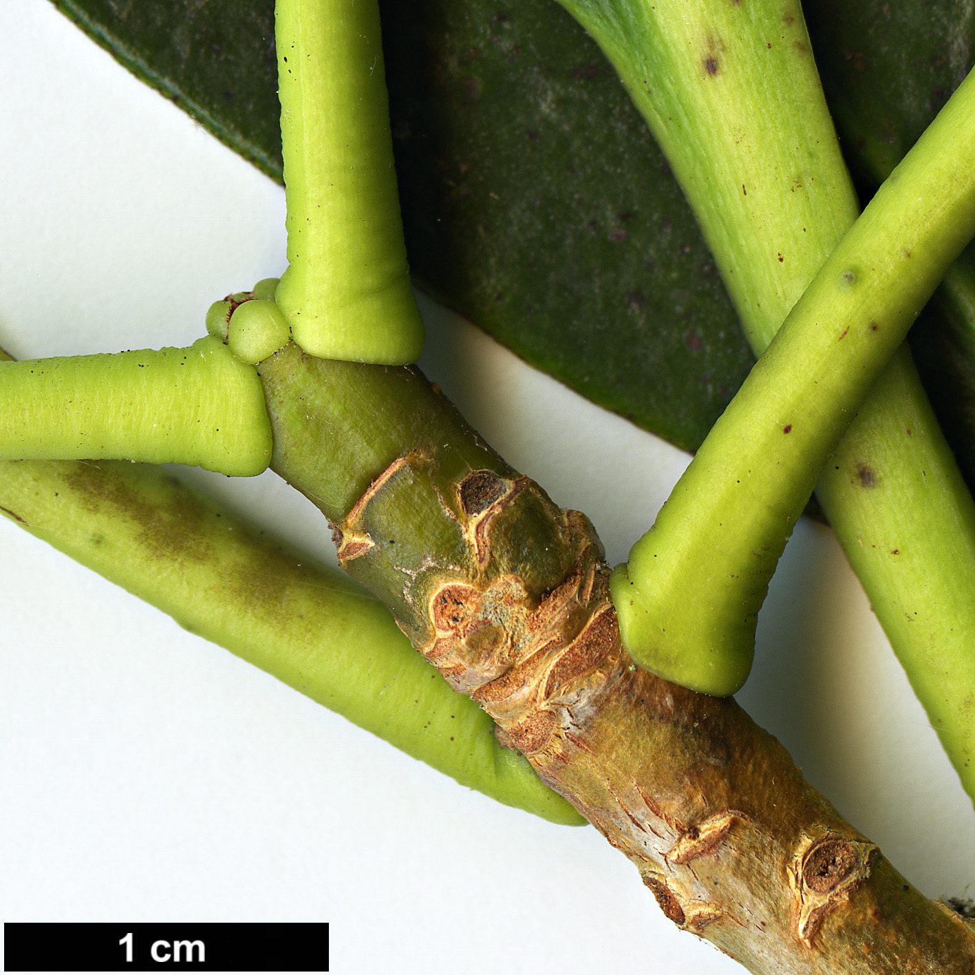 High resolution image: Family: Pentaphylacaceae - Genus: Ternstroemia - Taxon: nitida