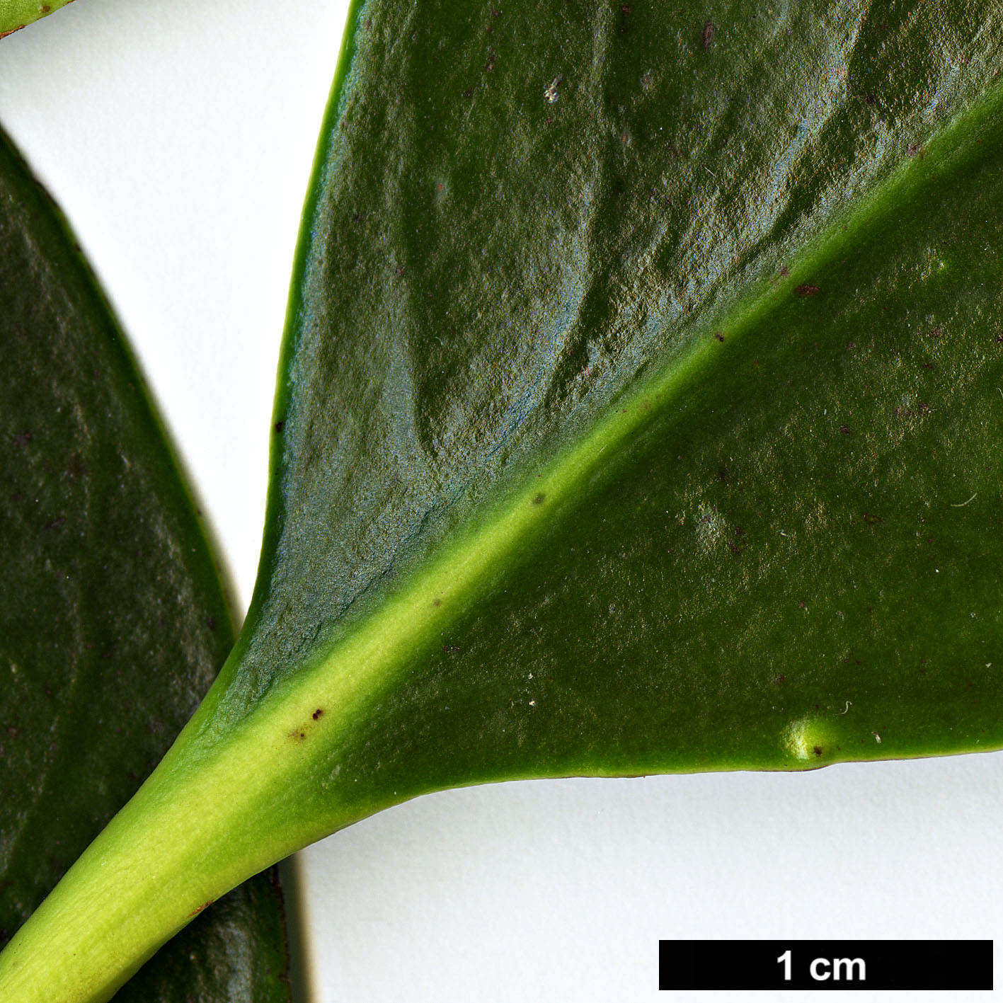 High resolution image: Family: Pentaphylacaceae - Genus: Ternstroemia - Taxon: nitida