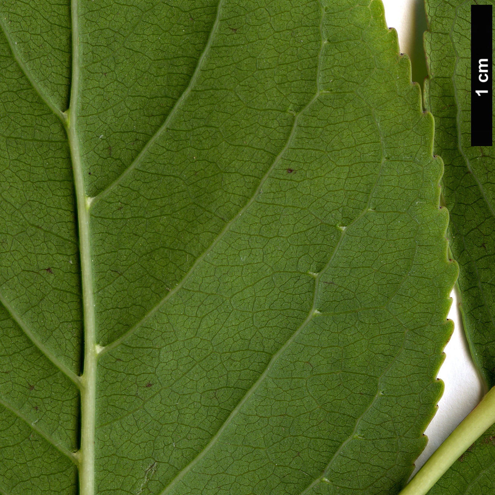 High resolution image: Family: Phyllanthaceae - Genus: Bischofia - Taxon: polycarpa