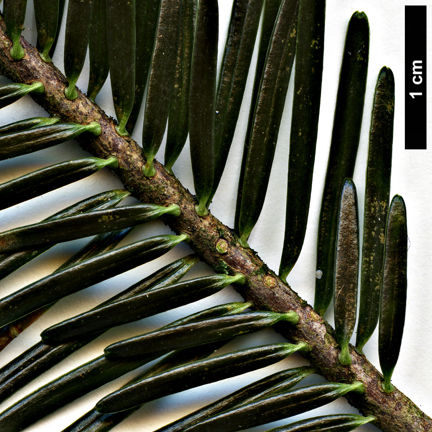 High resolution image: Family: Pinaceae - Genus: Abies - Taxon: alba