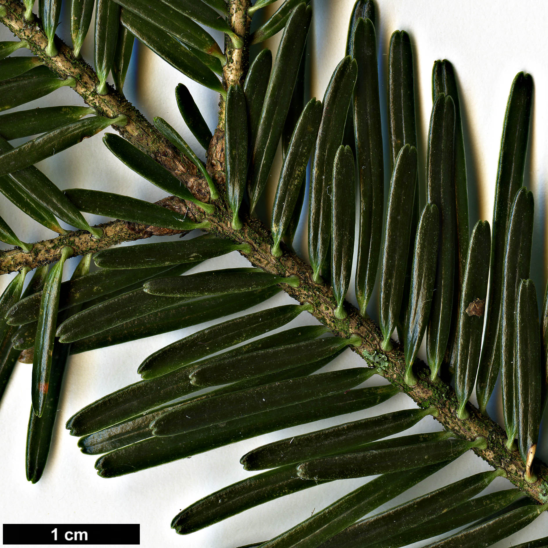 High resolution image: Family: Pinaceae - Genus: Abies - Taxon: alba