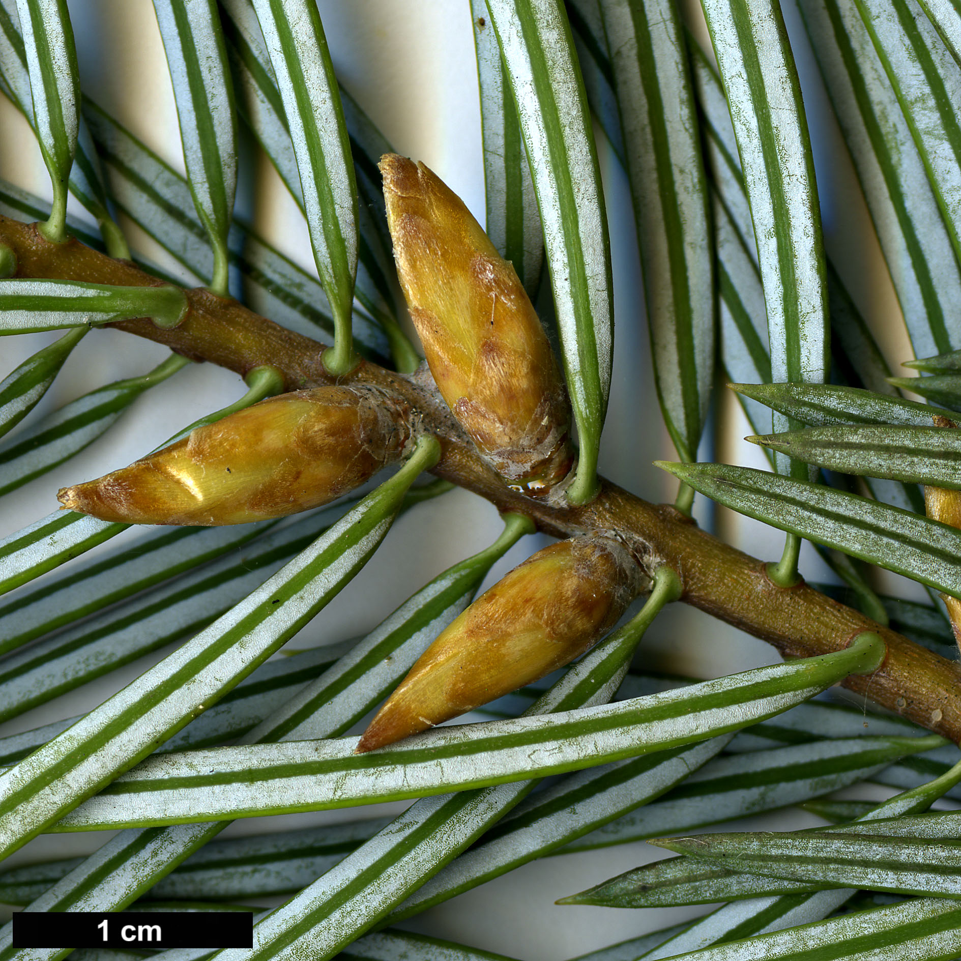 High resolution image: Family: Pinaceae - Genus: Abies - Taxon: bracteata