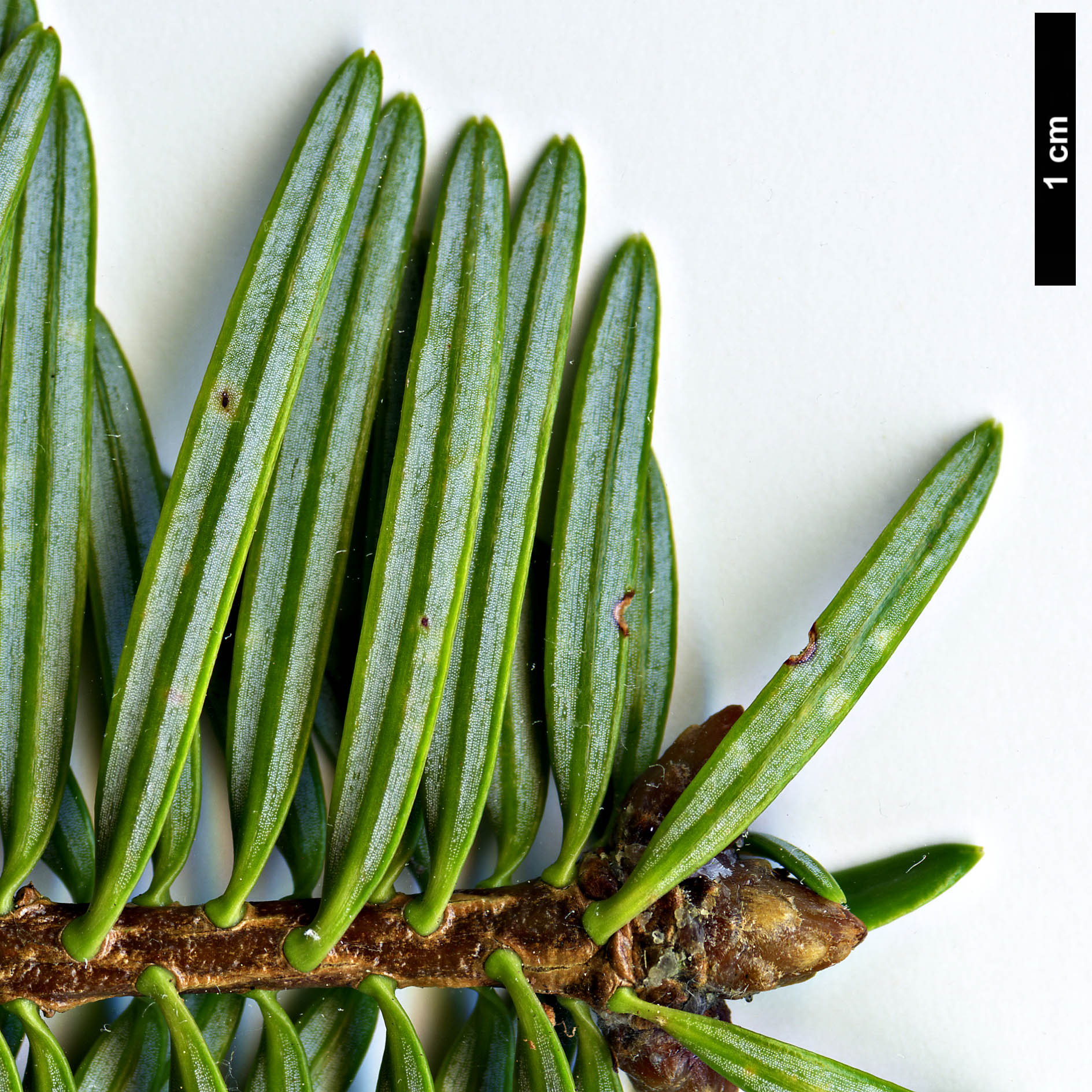 High resolution image: Family: Pinaceae - Genus: Abies - Taxon: chensiensis