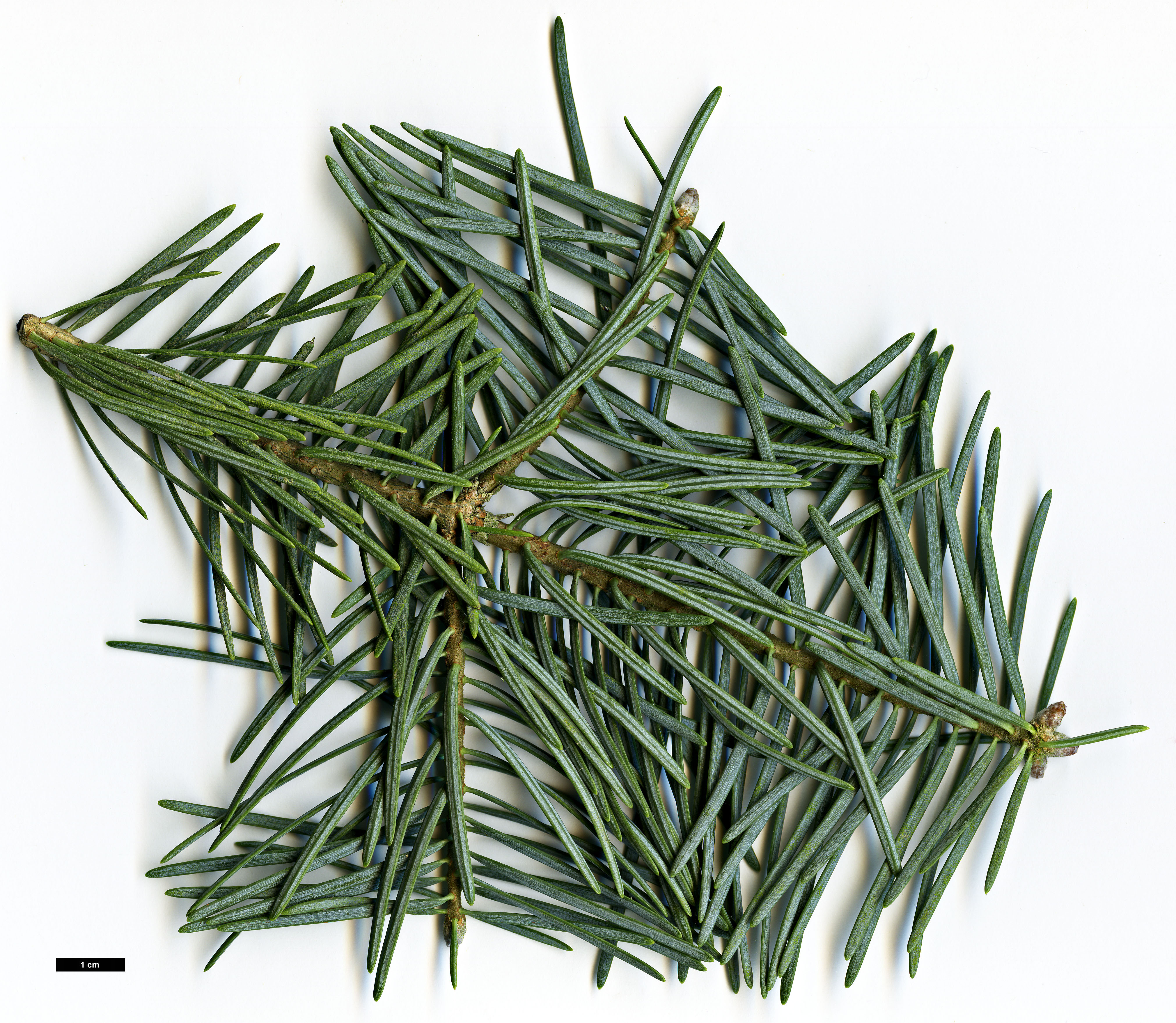 High resolution image: Family: Pinaceae - Genus: Abies - Taxon: concolor - SpeciesSub: 'Argentea'