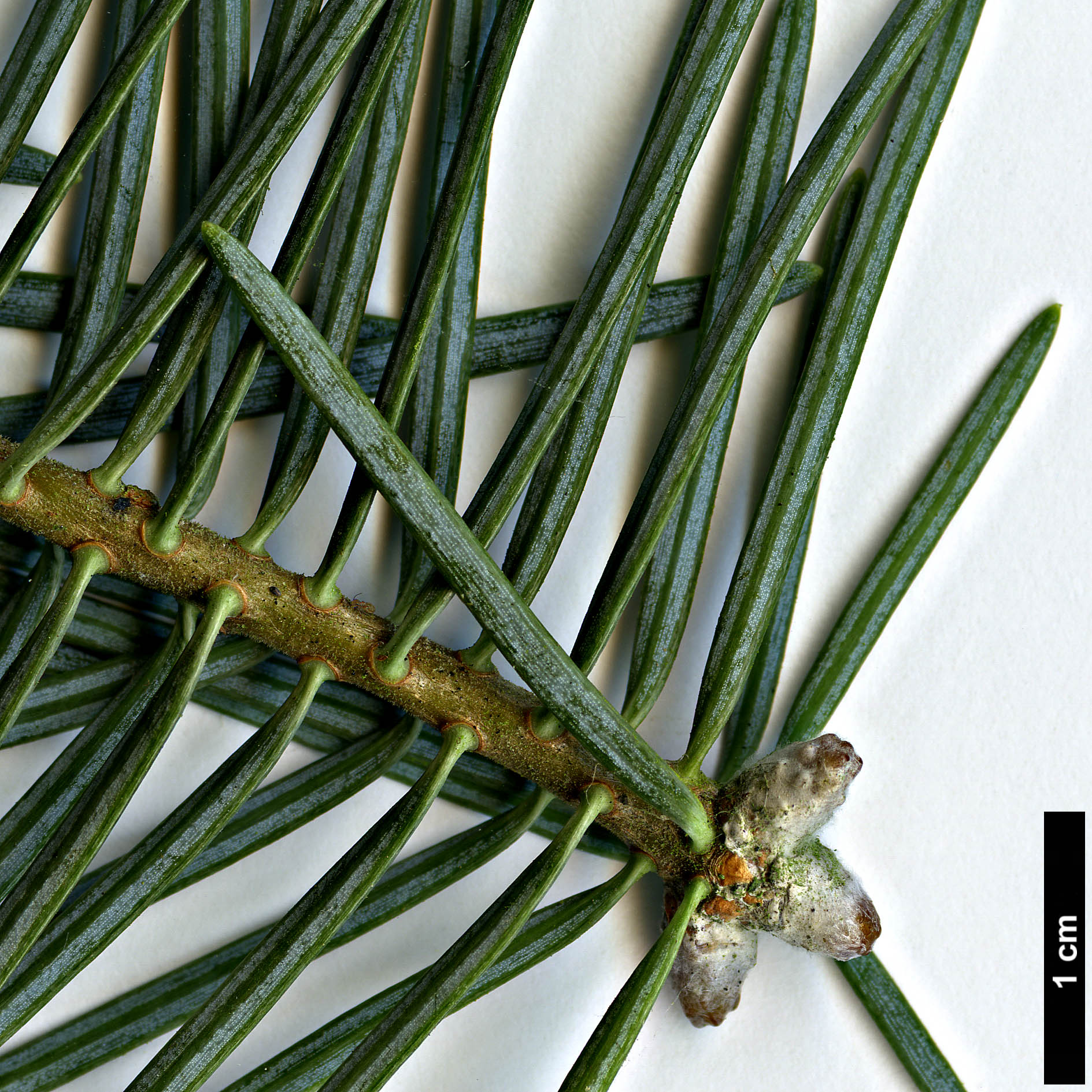 High resolution image: Family: Pinaceae - Genus: Abies - Taxon: concolor - SpeciesSub: 'Argentea'