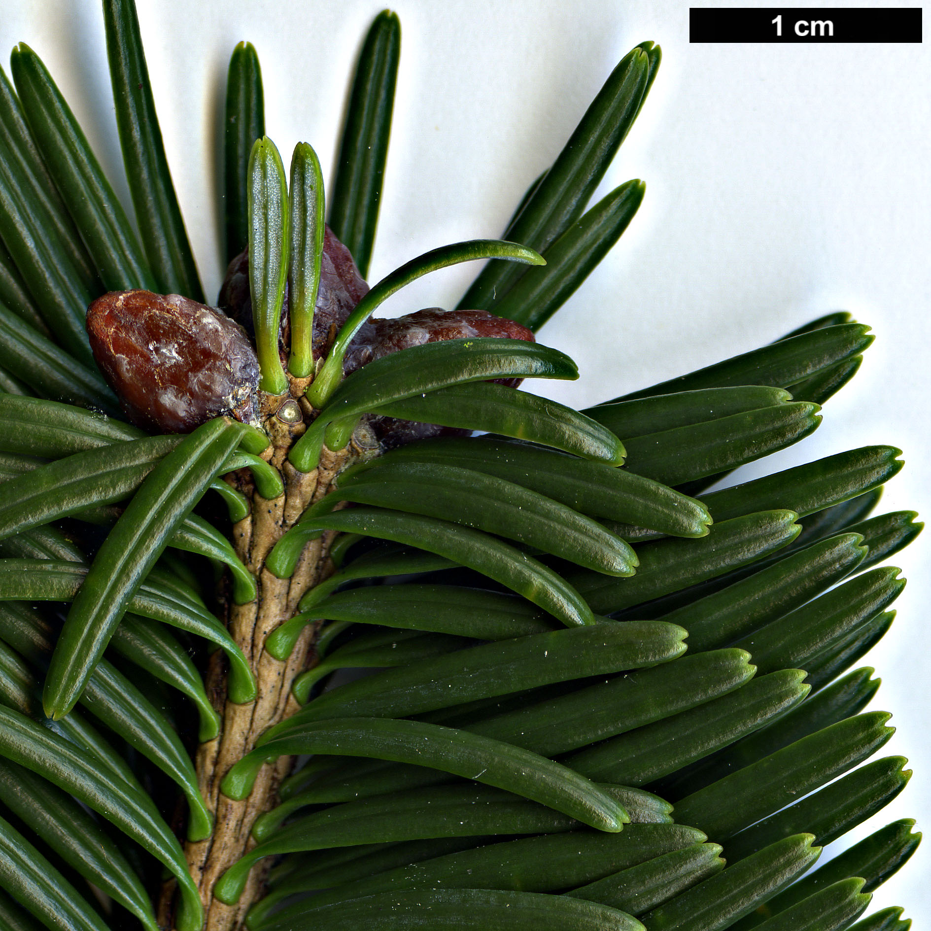 High resolution image: Family: Pinaceae - Genus: Abies - Taxon: densa