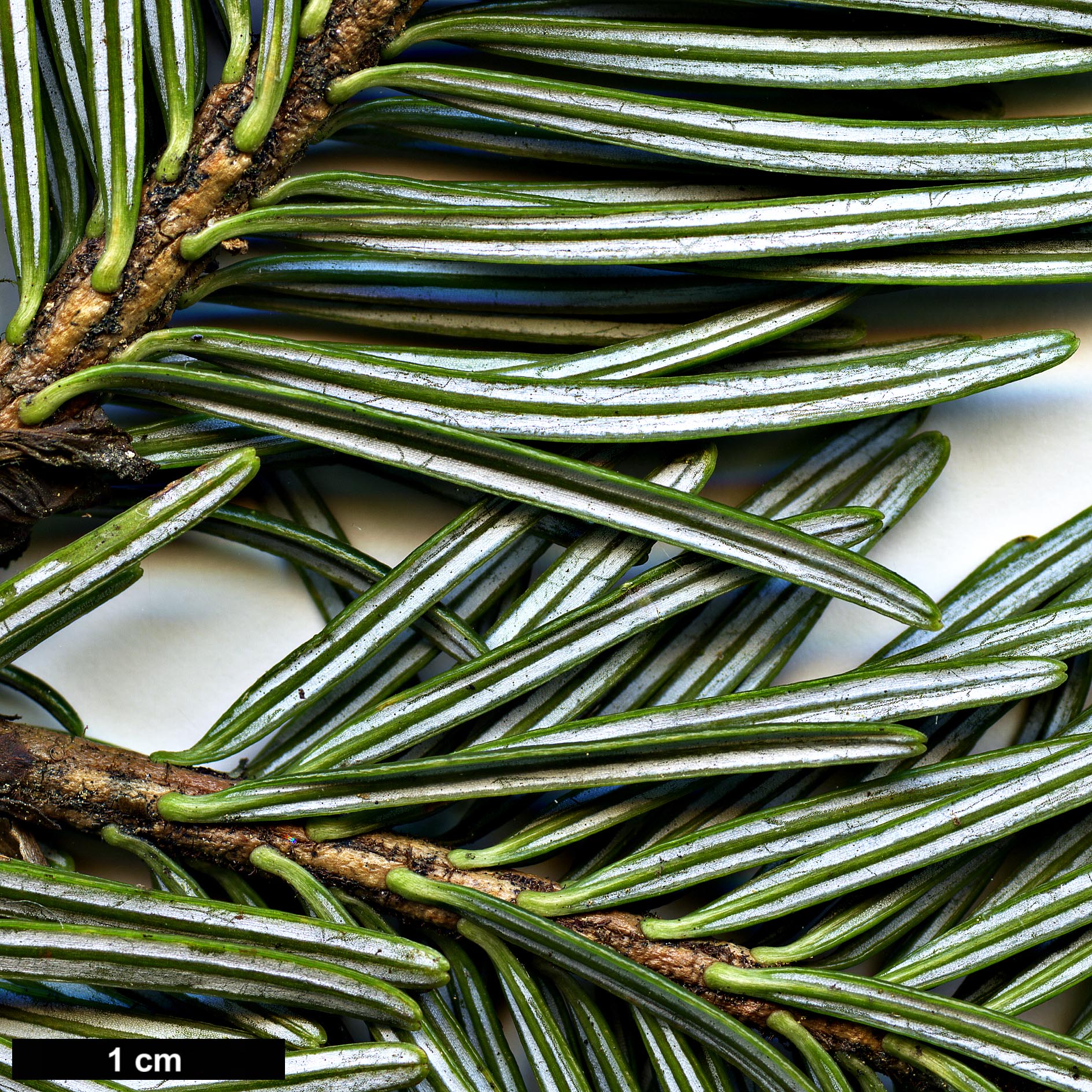 High resolution image: Family: Pinaceae - Genus: Abies - Taxon: densa