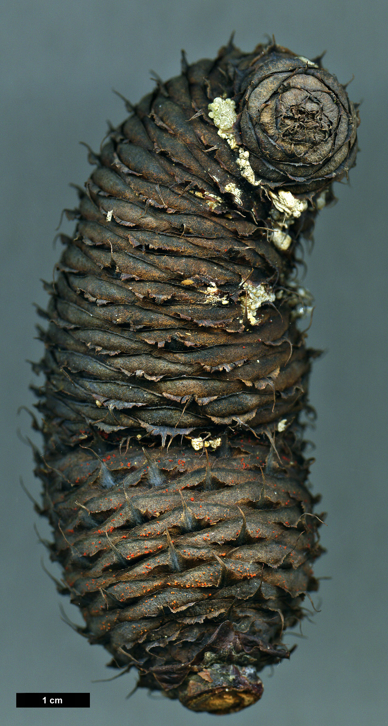 High resolution image: Family: Pinaceae - Genus: Abies - Taxon: densa