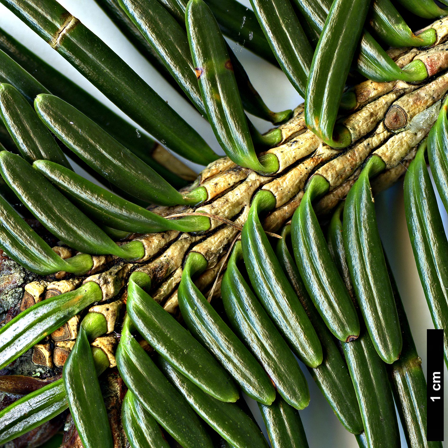 High resolution image: Family: Pinaceae - Genus: Abies - Taxon: densa