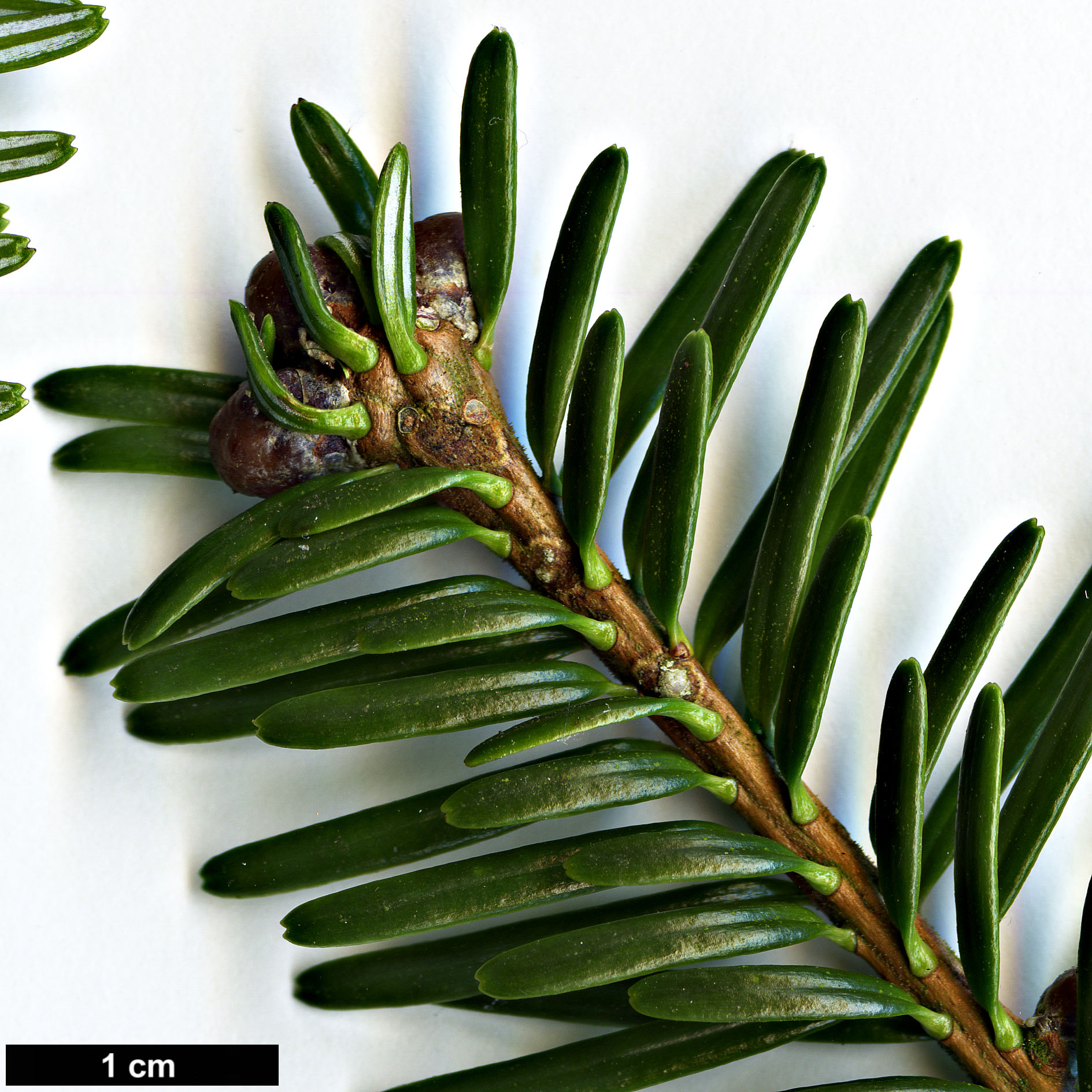 High resolution image: Family: Pinaceae - Genus: Abies - Taxon: fabri