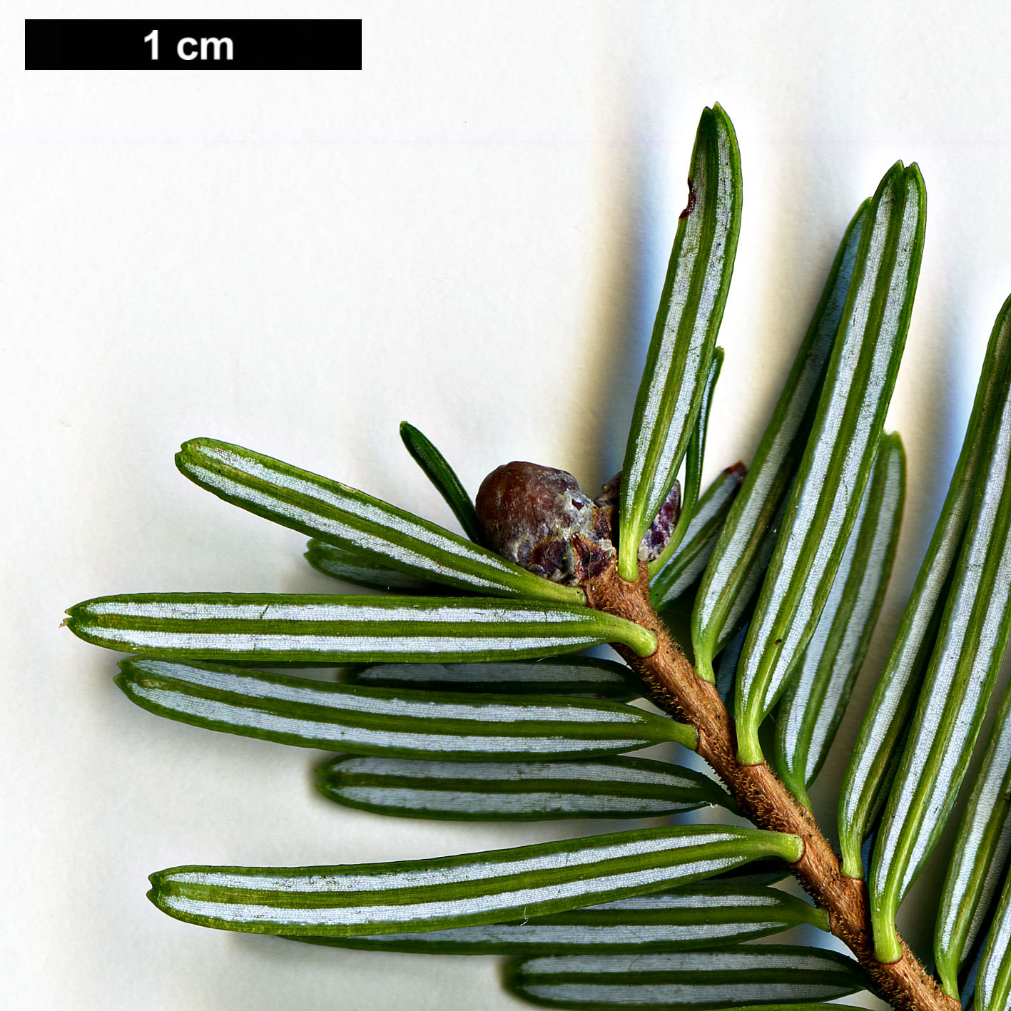 High resolution image: Family: Pinaceae - Genus: Abies - Taxon: fabri