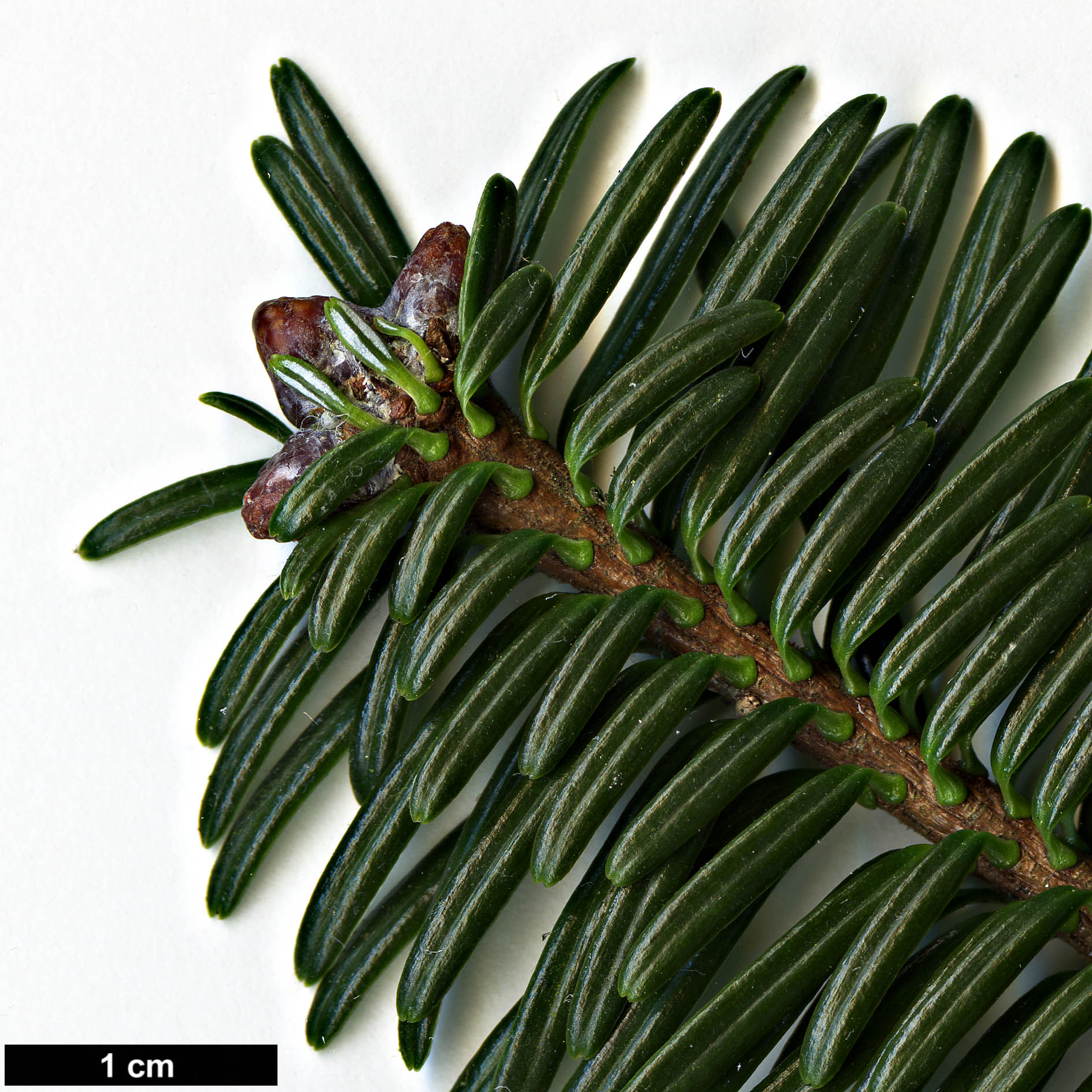 High resolution image: Family: Pinaceae - Genus: Abies - Taxon: fabri