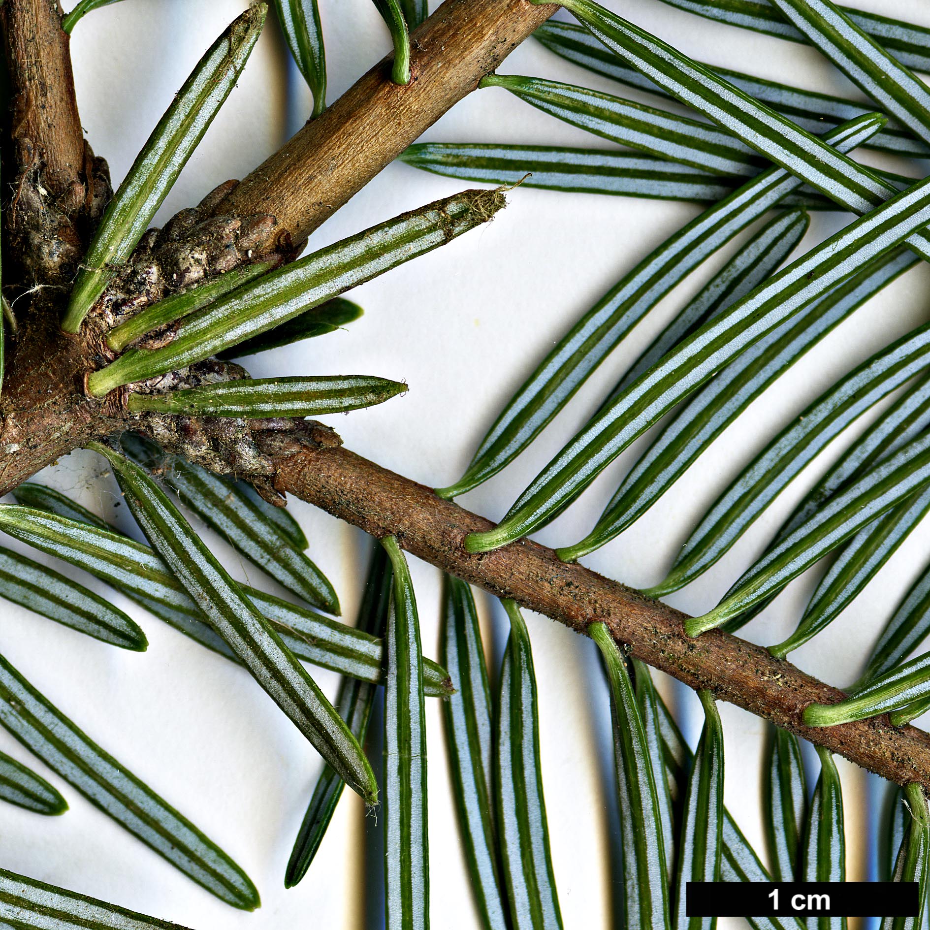 High resolution image: Family: Pinaceae - Genus: Abies - Taxon: fordei