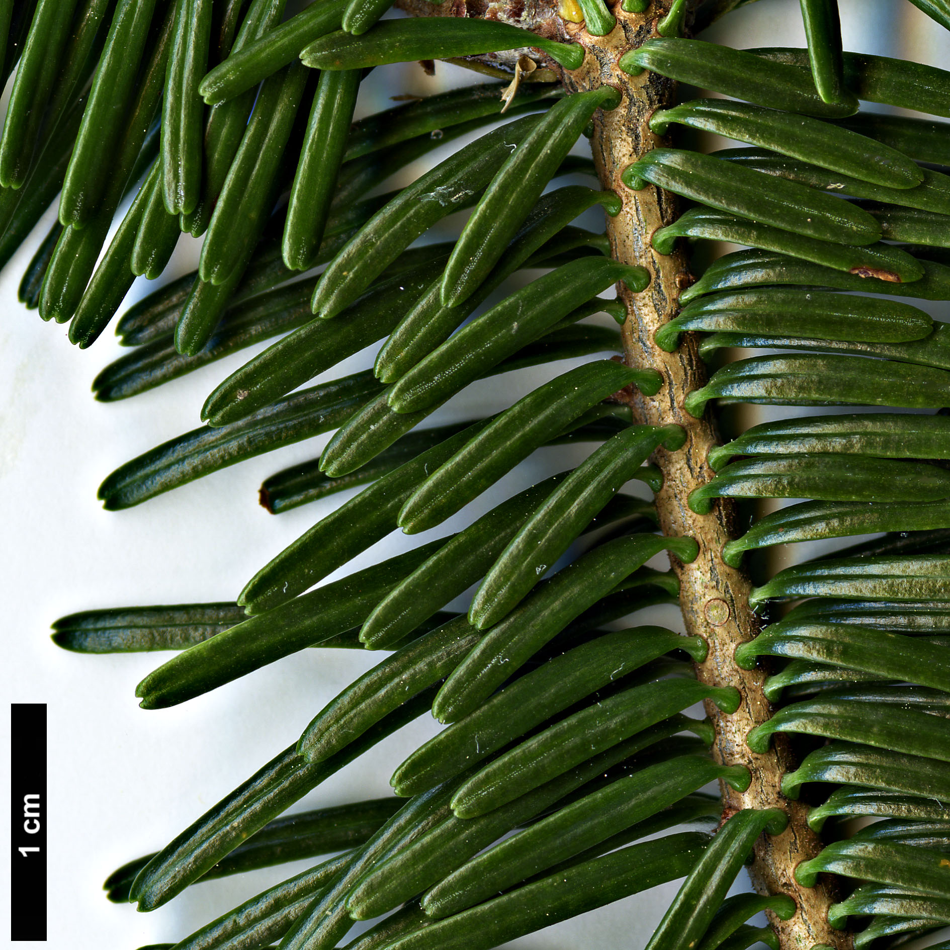 High resolution image: Family: Pinaceae - Genus: Abies - Taxon: fraseri