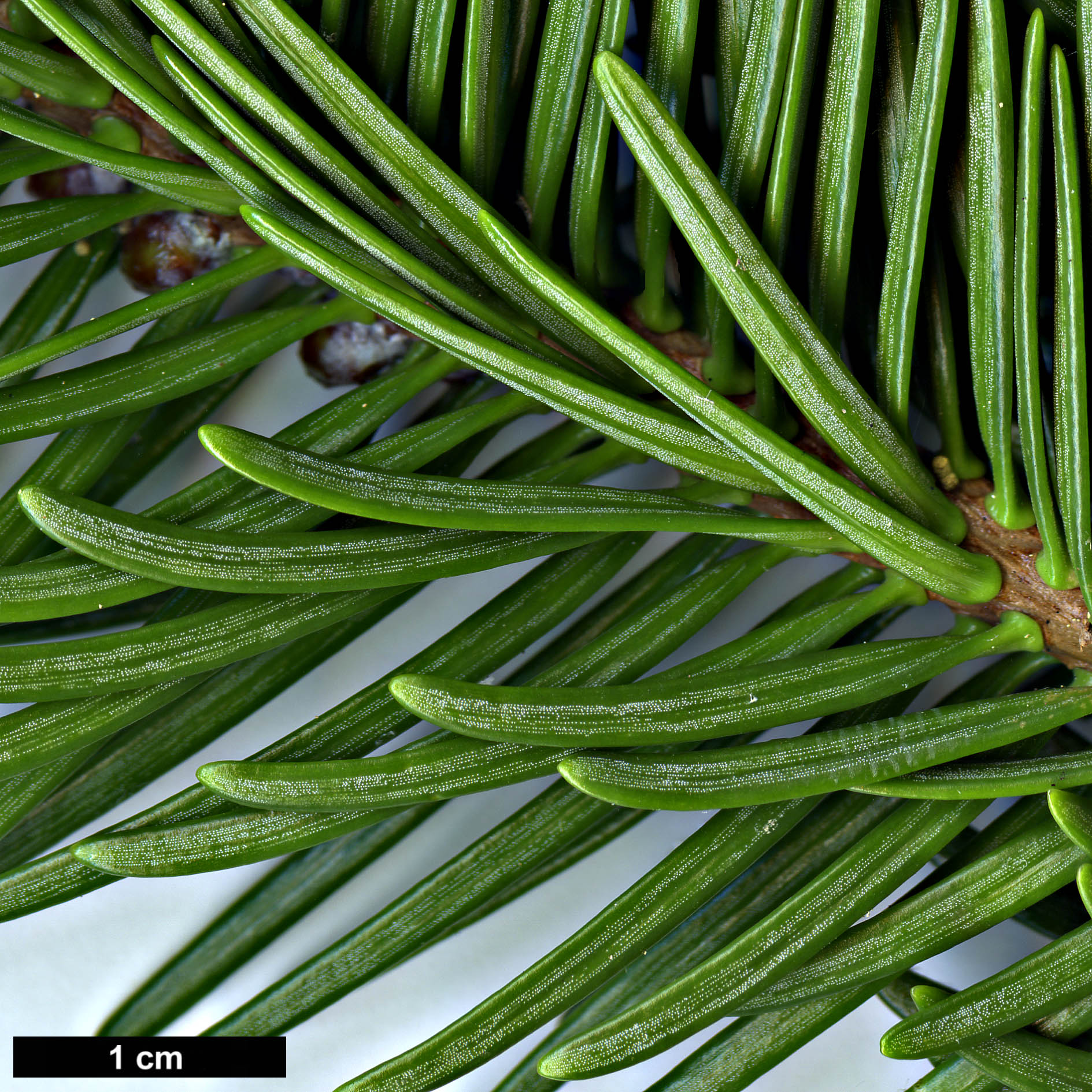 High resolution image: Family: Pinaceae - Genus: Abies - Taxon: gamblei