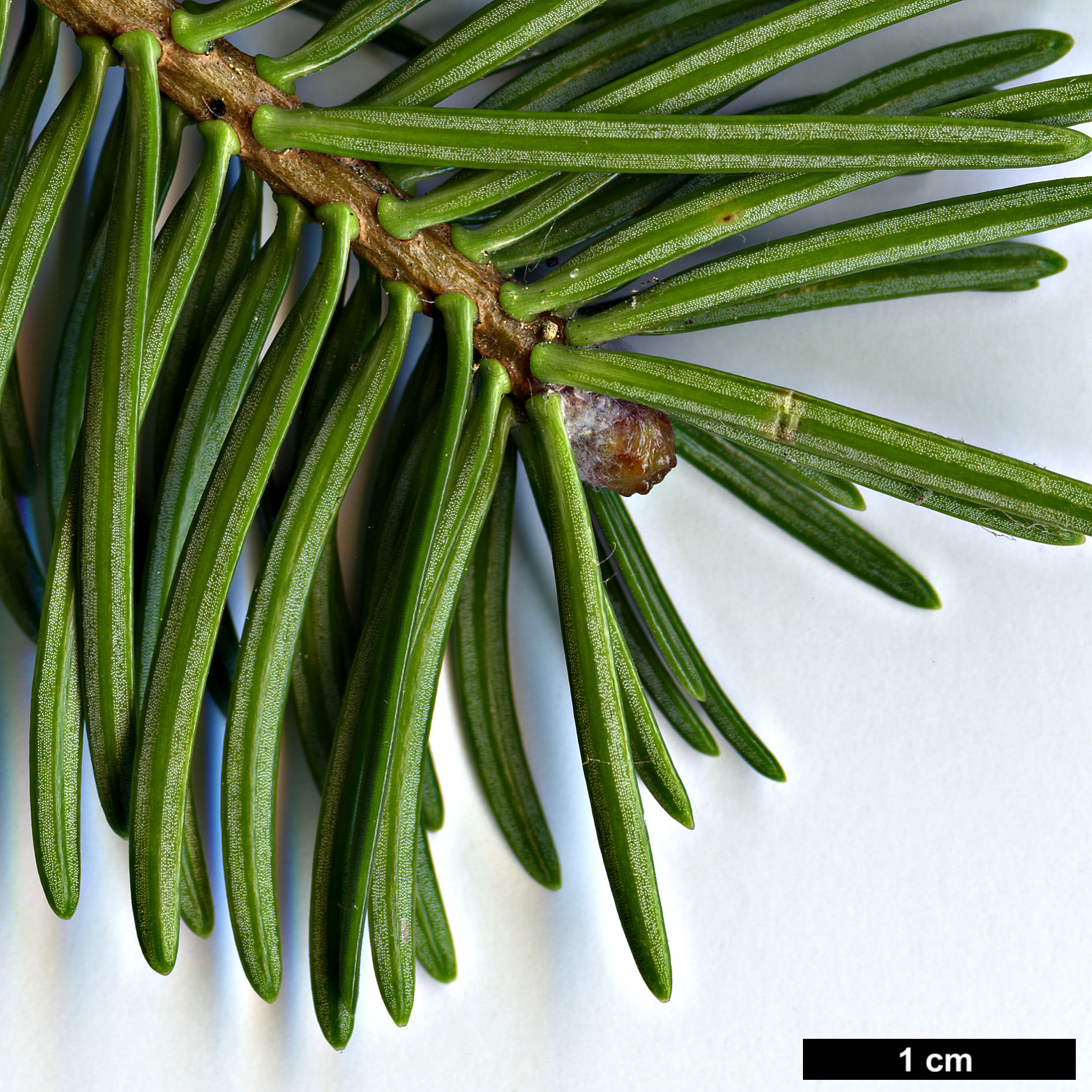 High resolution image: Family: Pinaceae - Genus: Abies - Taxon: gamblei