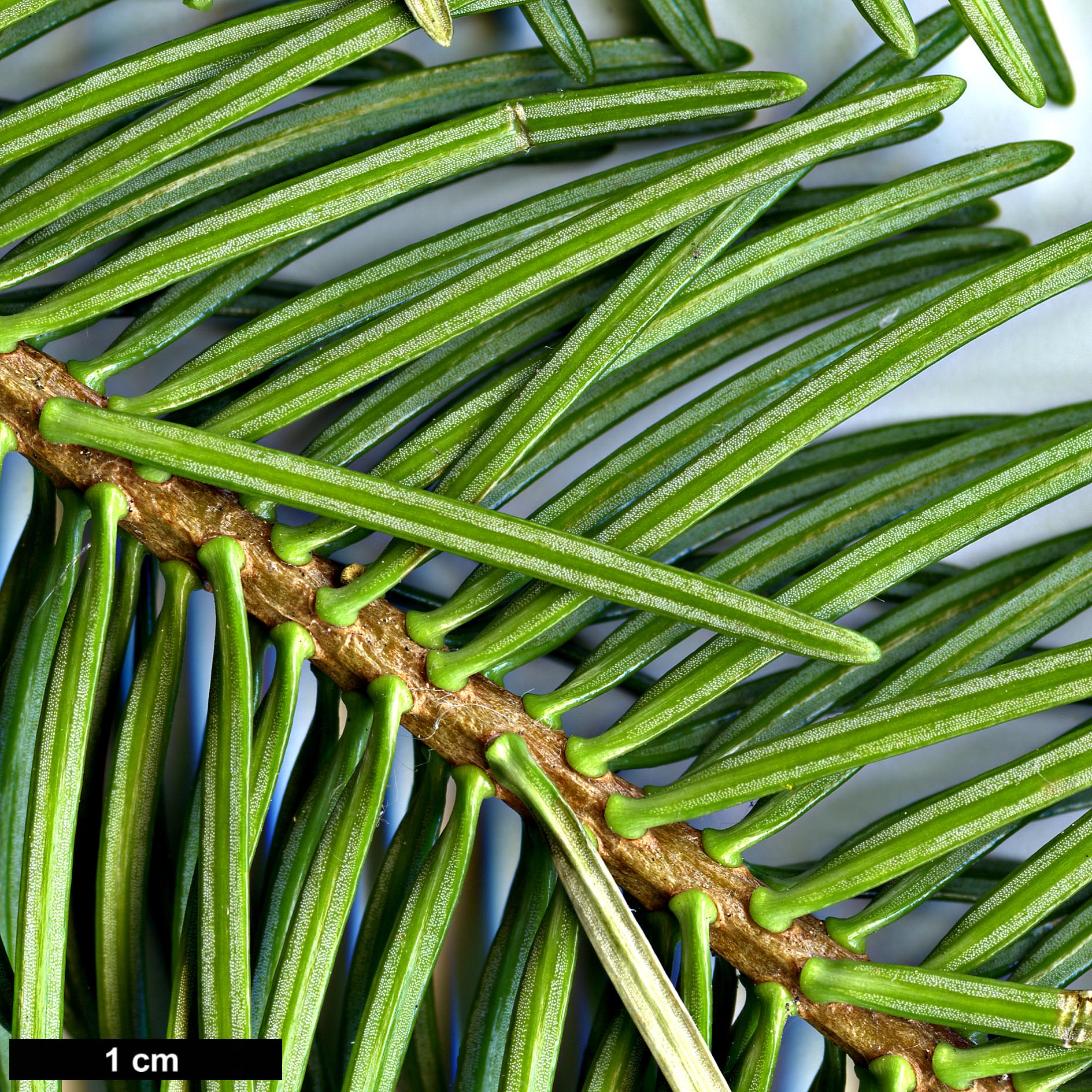 High resolution image: Family: Pinaceae - Genus: Abies - Taxon: gamblei