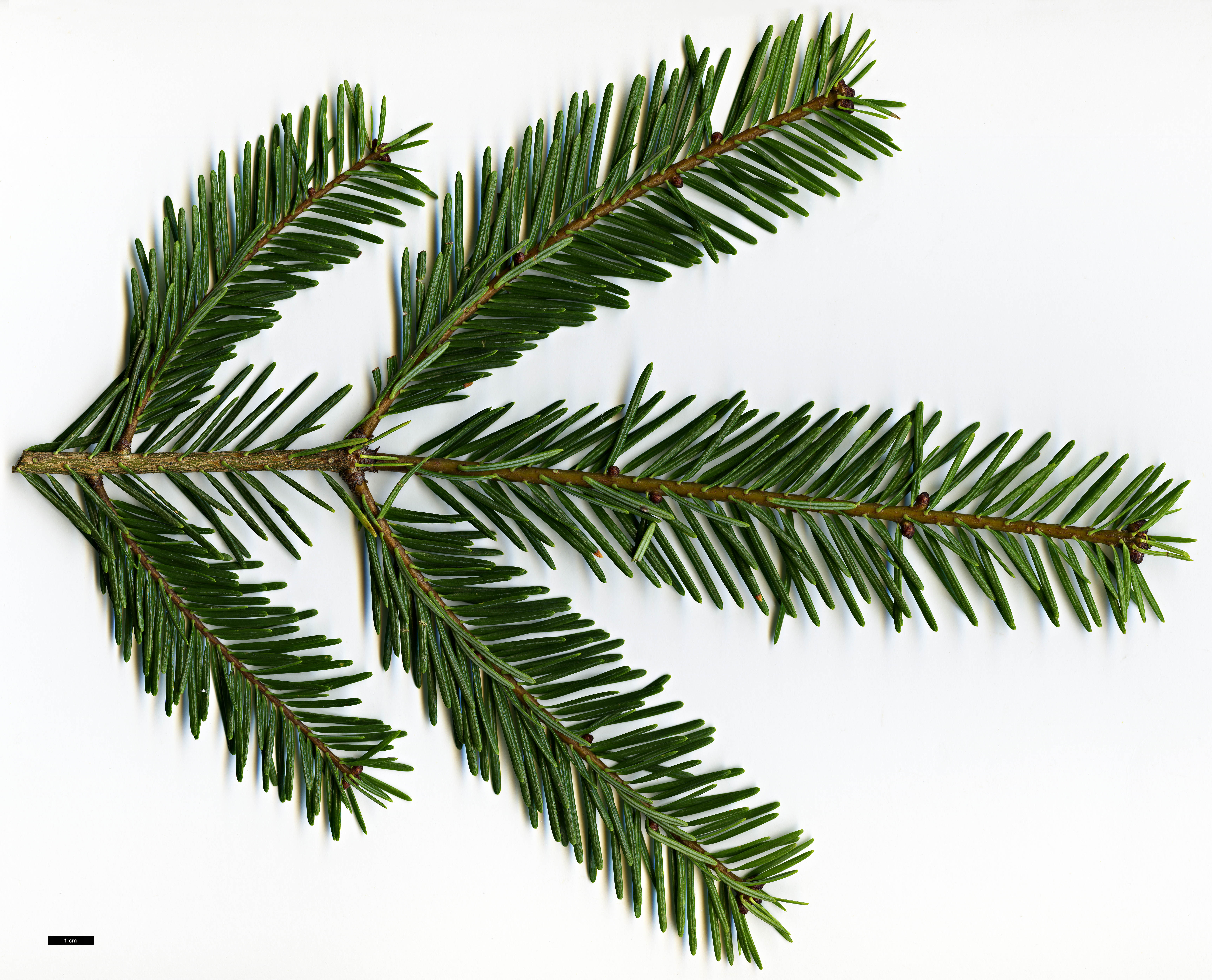 High resolution image: Family: Pinaceae - Genus: Abies - Taxon: guatemalensis