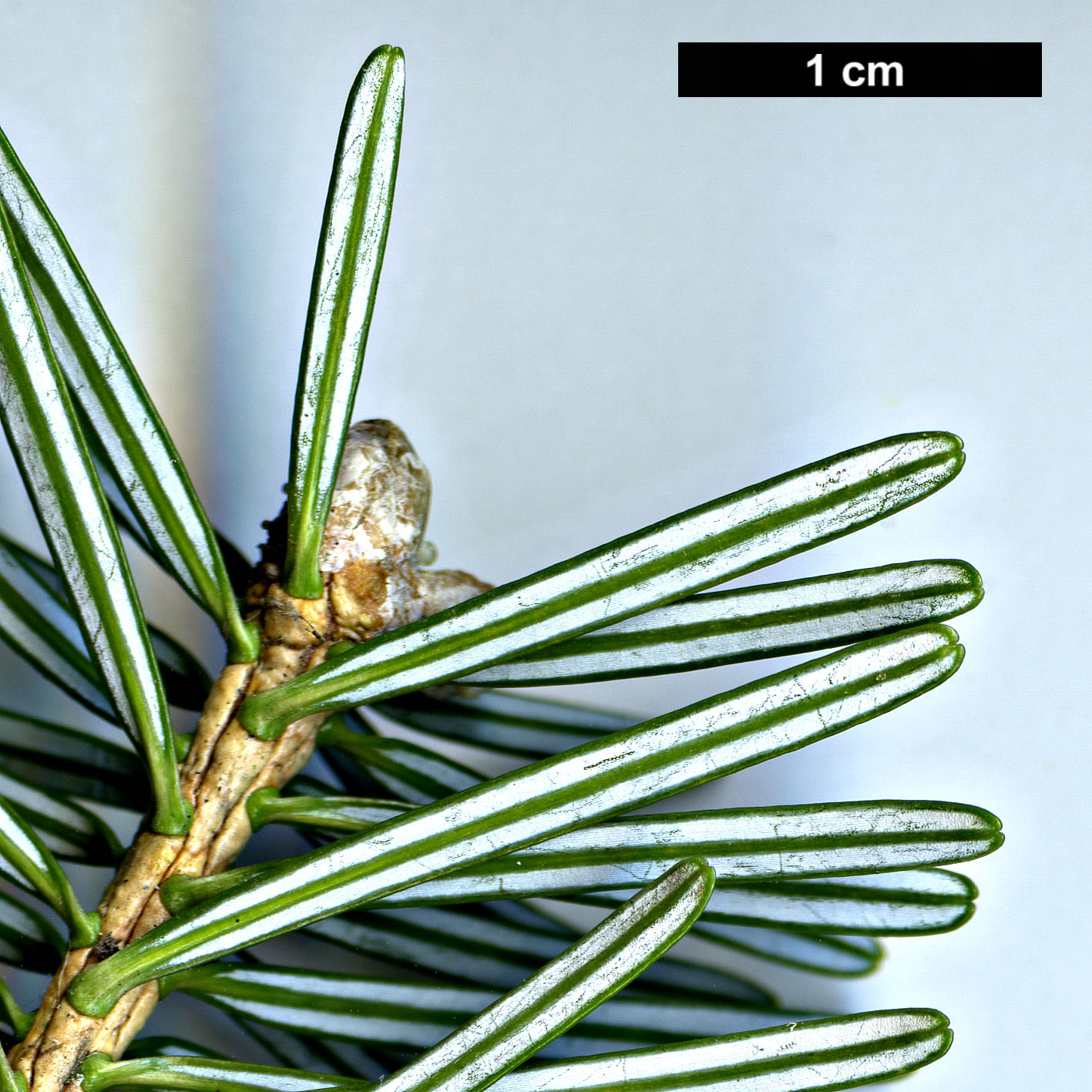 High resolution image: Family: Pinaceae - Genus: Abies - Taxon: homolepis