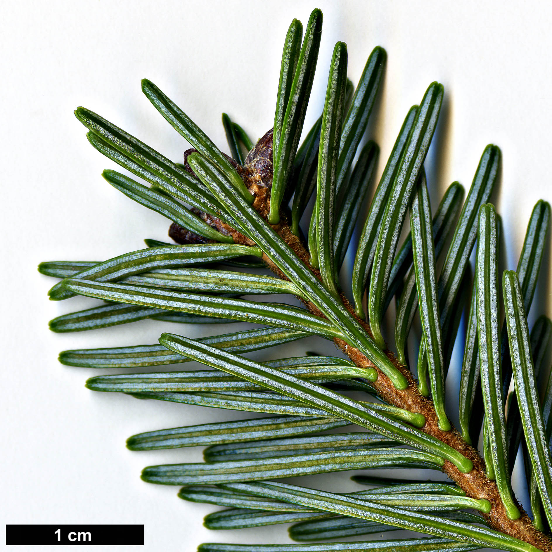 High resolution image: Family: Pinaceae - Genus: Abies - Taxon: kawakamii