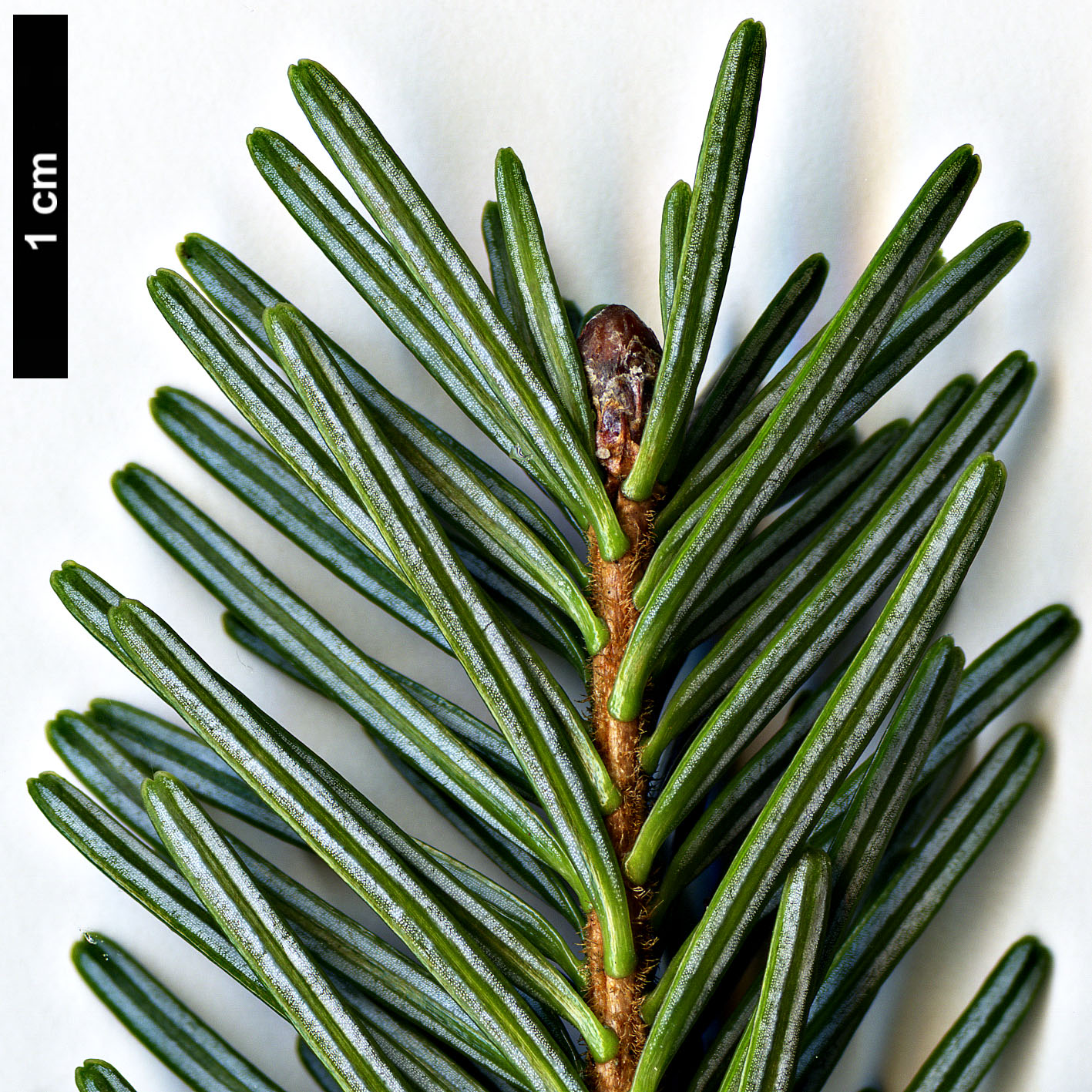 High resolution image: Family: Pinaceae - Genus: Abies - Taxon: kawakamii