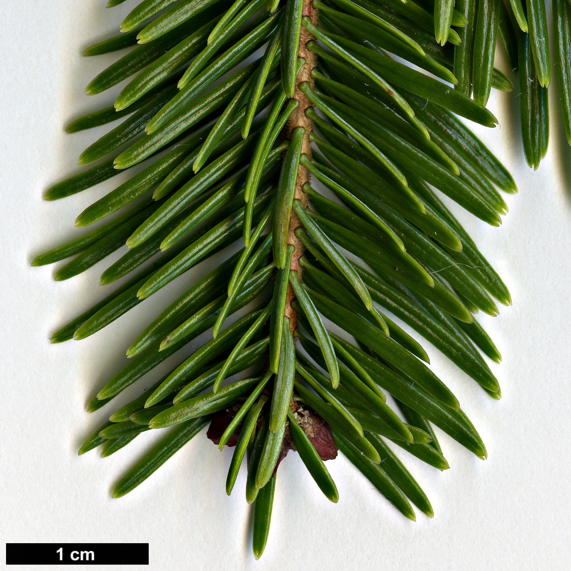 High resolution image: Family: Pinaceae - Genus: Abies - Taxon: kawakamii