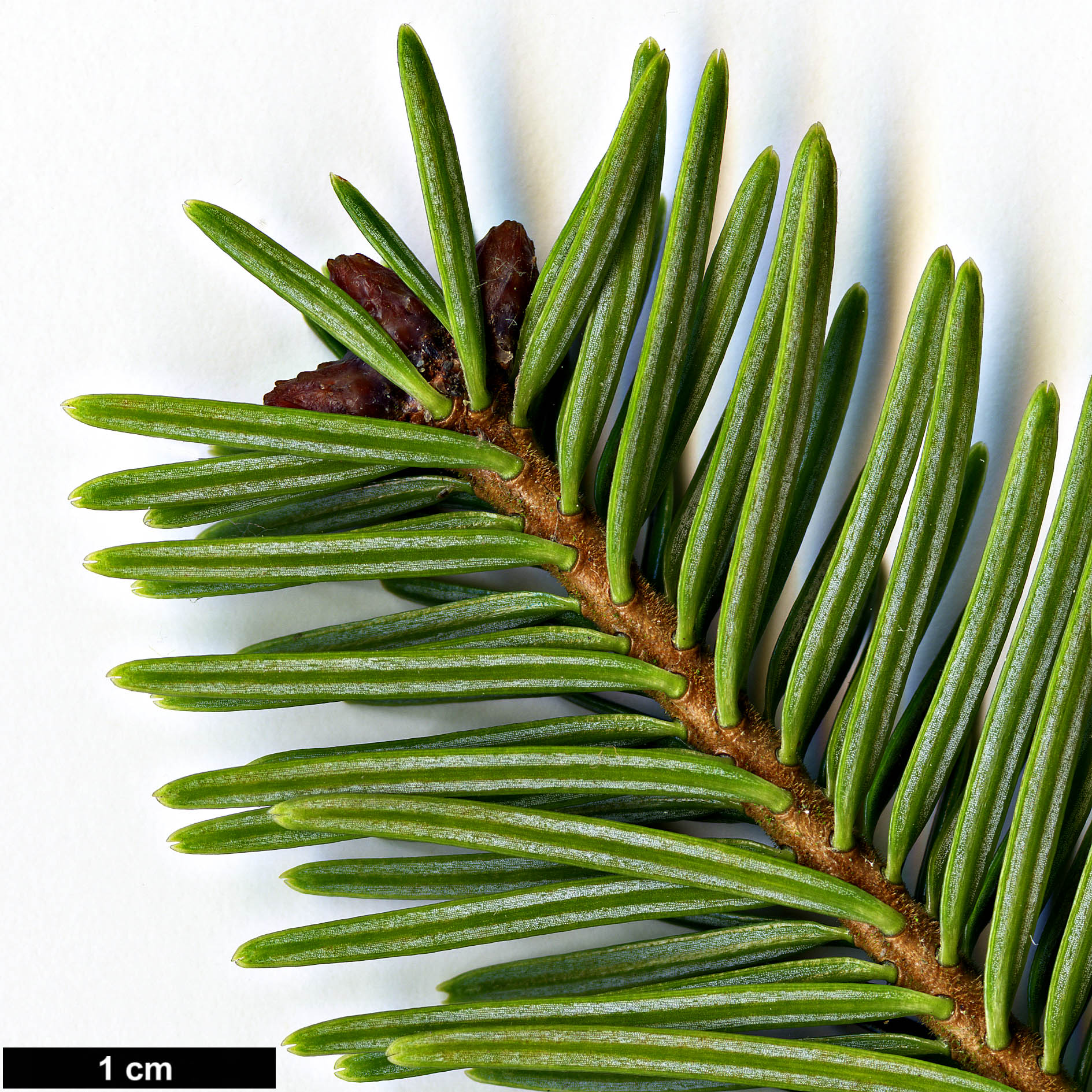 High resolution image: Family: Pinaceae - Genus: Abies - Taxon: kawakamii