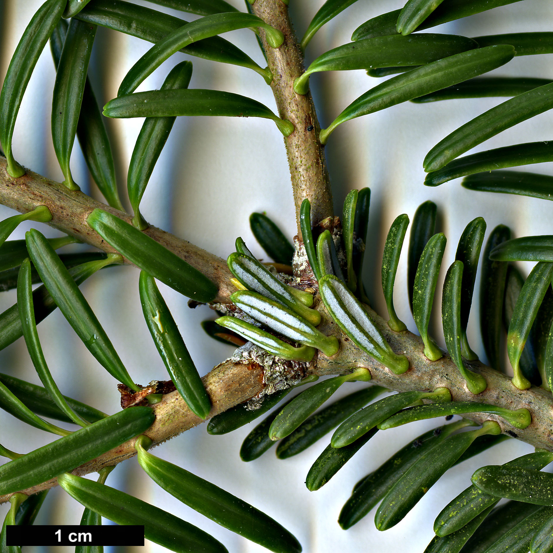 High resolution image: Family: Pinaceae - Genus: Abies - Taxon: koreana