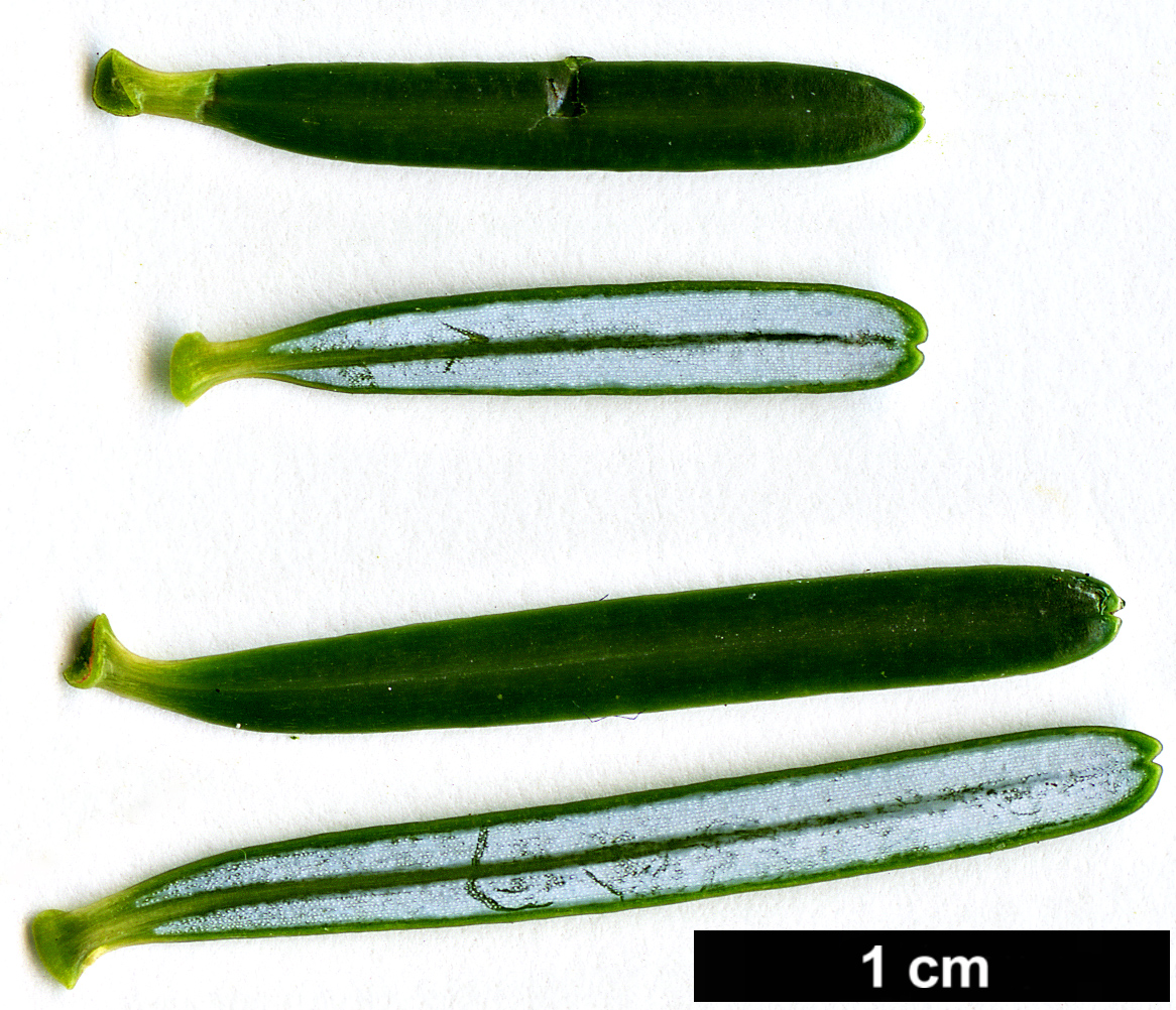 High resolution image: Family: Pinaceae - Genus: Abies - Taxon: koreana