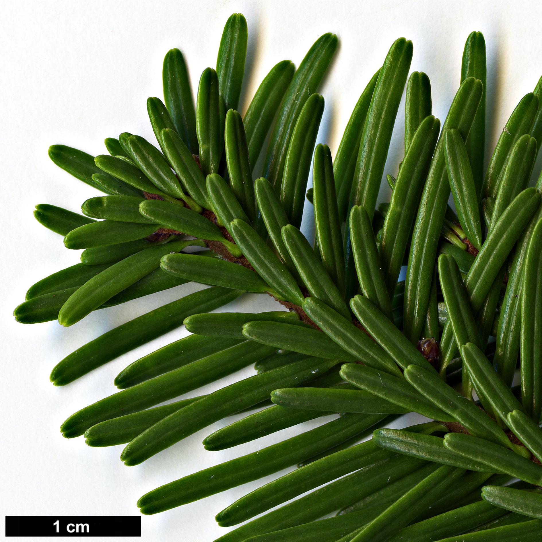 High resolution image: Family: Pinaceae - Genus: Abies - Taxon: mariesii