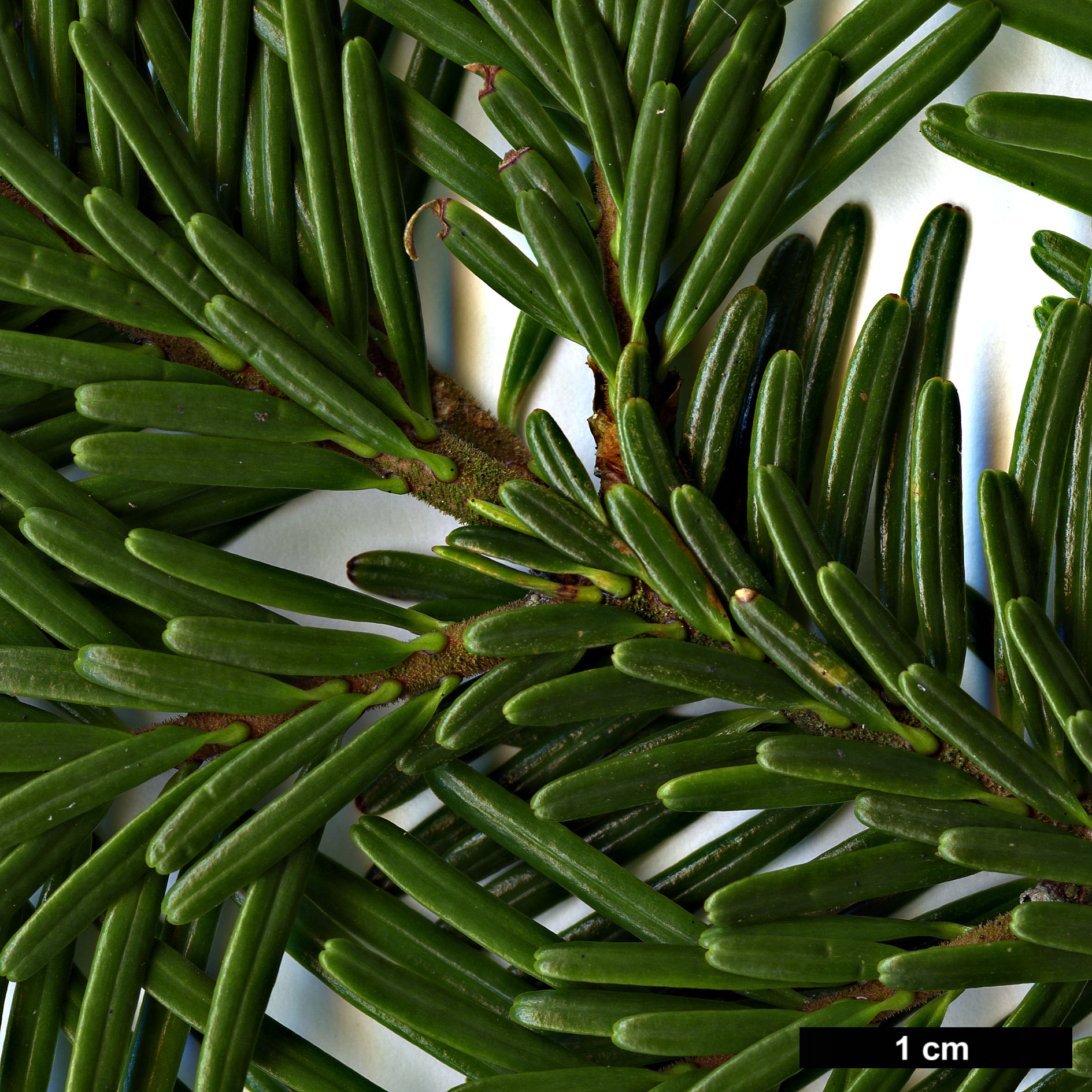 High resolution image: Family: Pinaceae - Genus: Abies - Taxon: mariesii