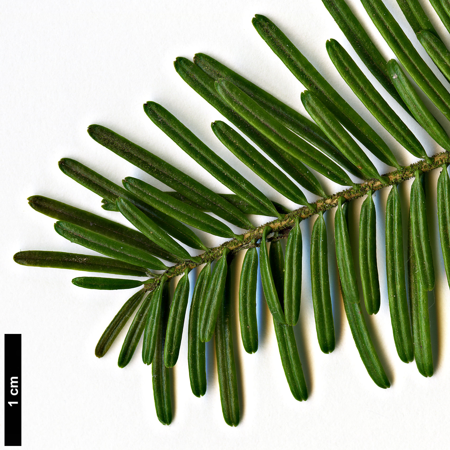 High resolution image: Family: Pinaceae - Genus: Abies - Taxon: mariesii