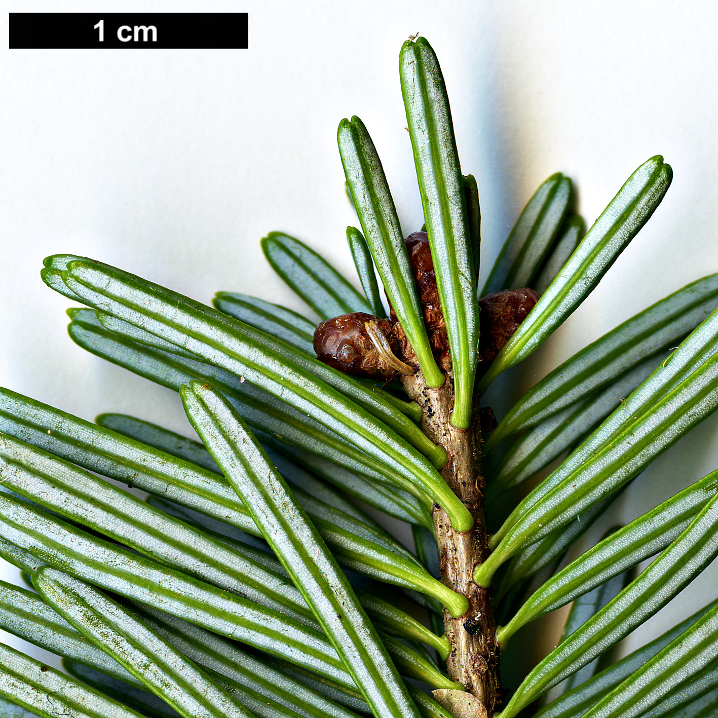 High resolution image: Family: Pinaceae - Genus: Abies - Taxon: nephrolepis