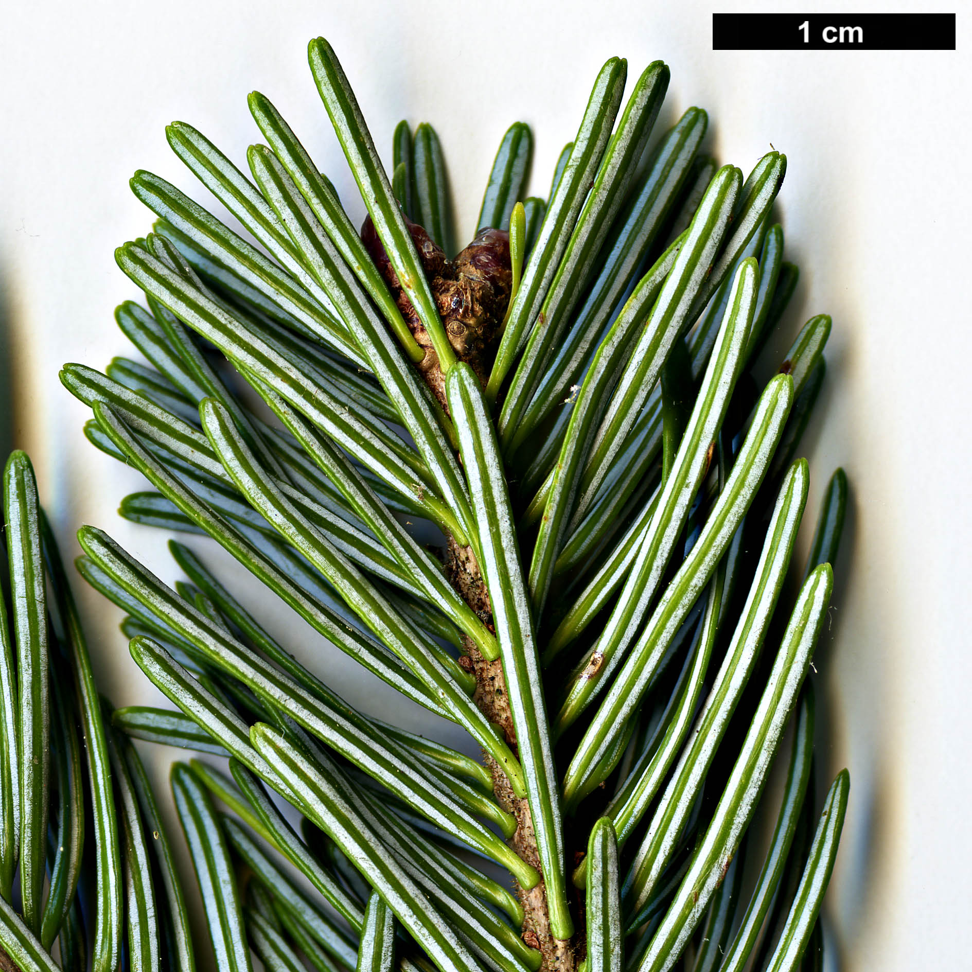 High resolution image: Family: Pinaceae - Genus: Abies - Taxon: nephrolepis