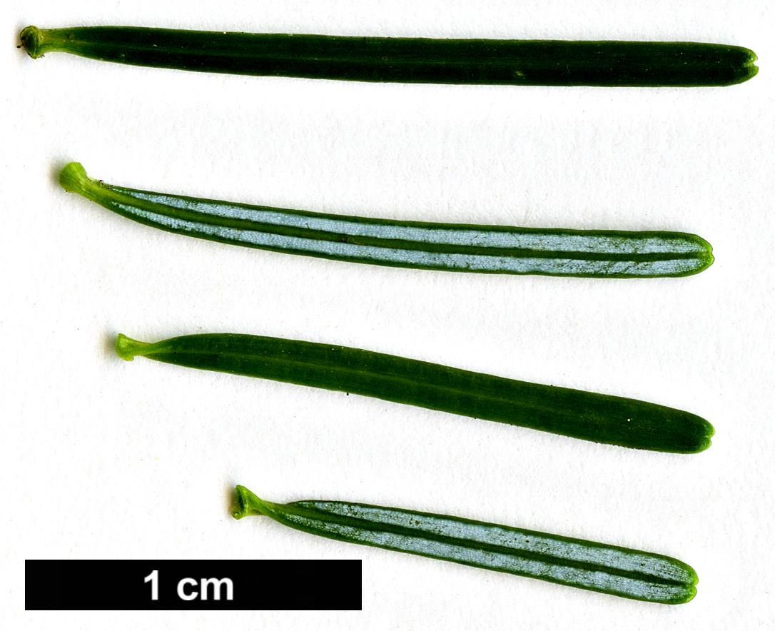 High resolution image: Family: Pinaceae - Genus: Abies - Taxon: nephrolepis