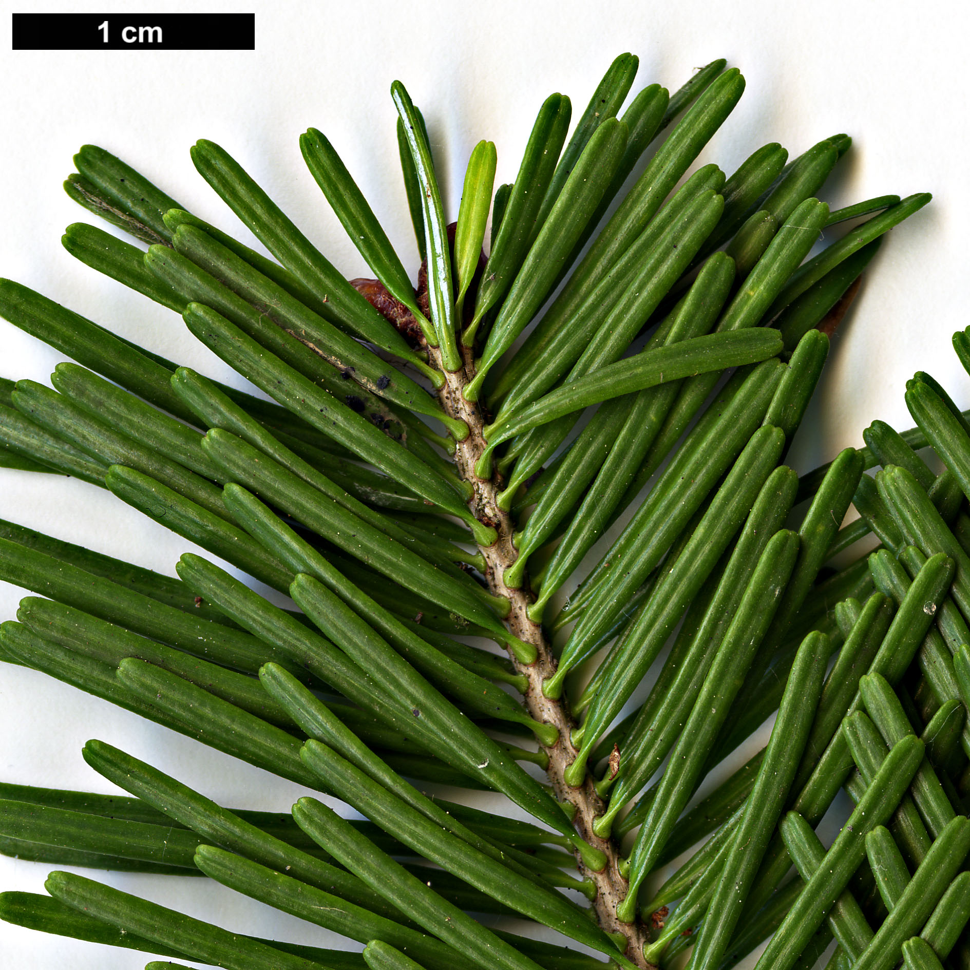 High resolution image: Family: Pinaceae - Genus: Abies - Taxon: nephrolepis