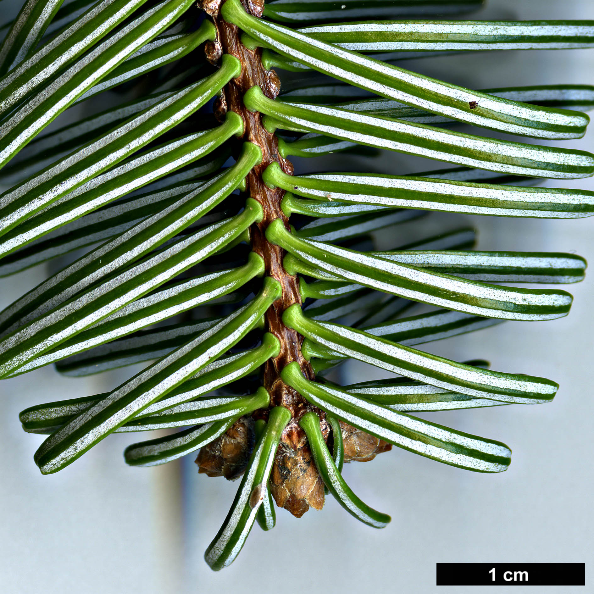 High resolution image: Family: Pinaceae - Genus: Abies - Taxon: numidica