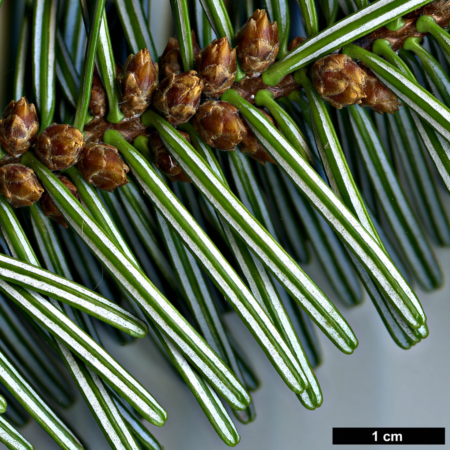 High resolution image: Family: Pinaceae - Genus: Abies - Taxon: numidica